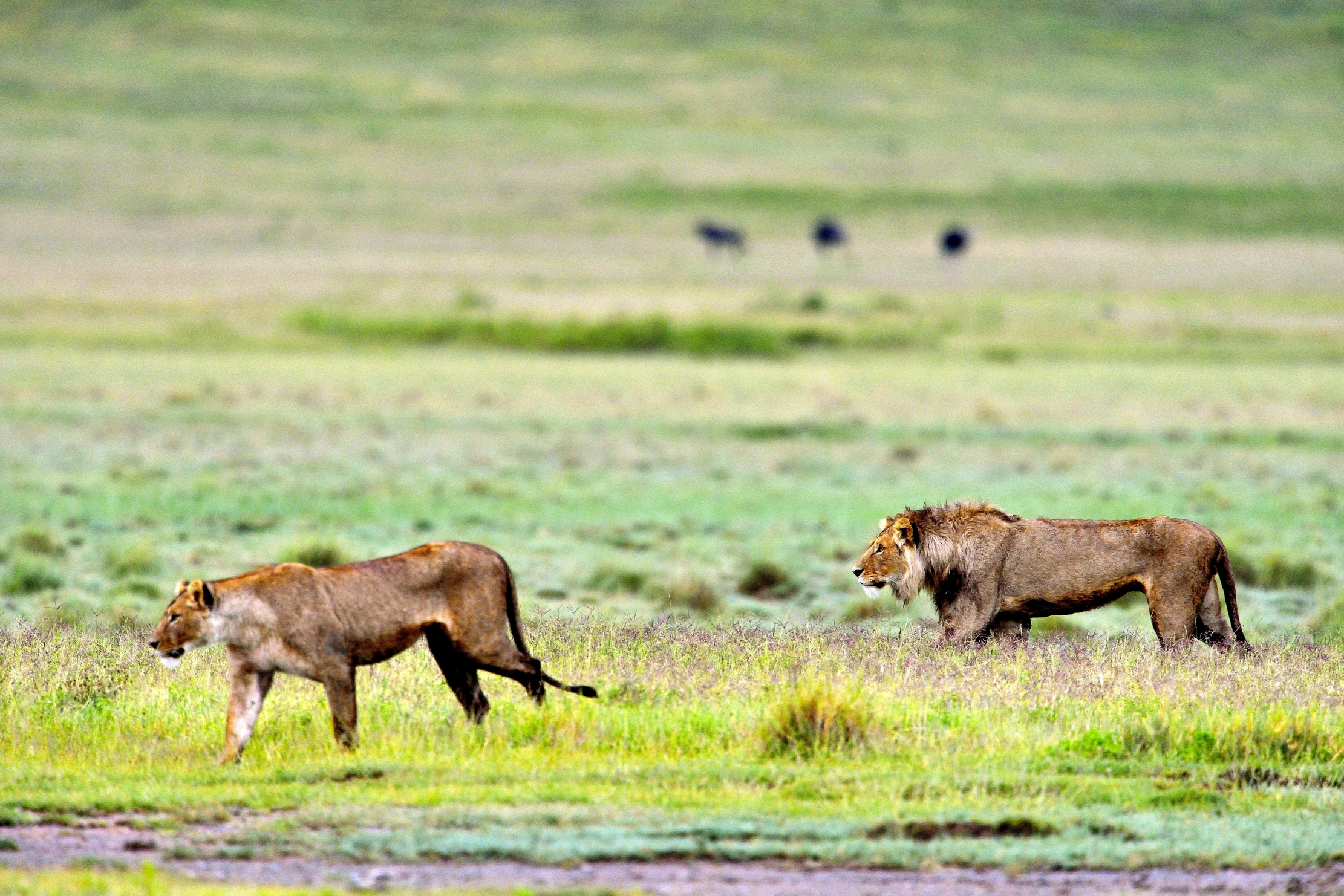 Ngorongoro Crater - Leoni