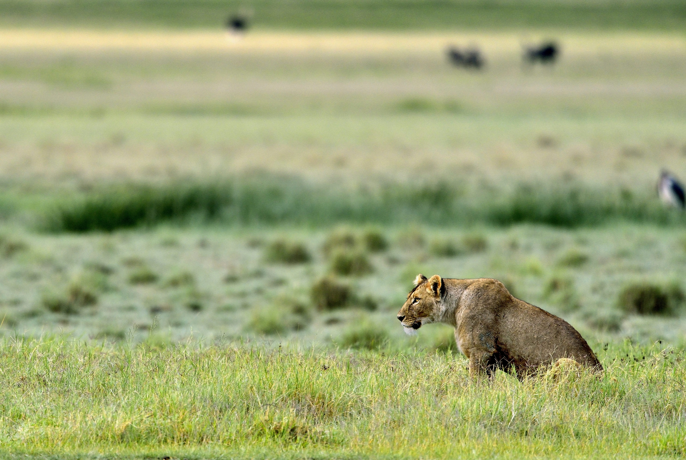 Ngorongoro Crater - Leonessa