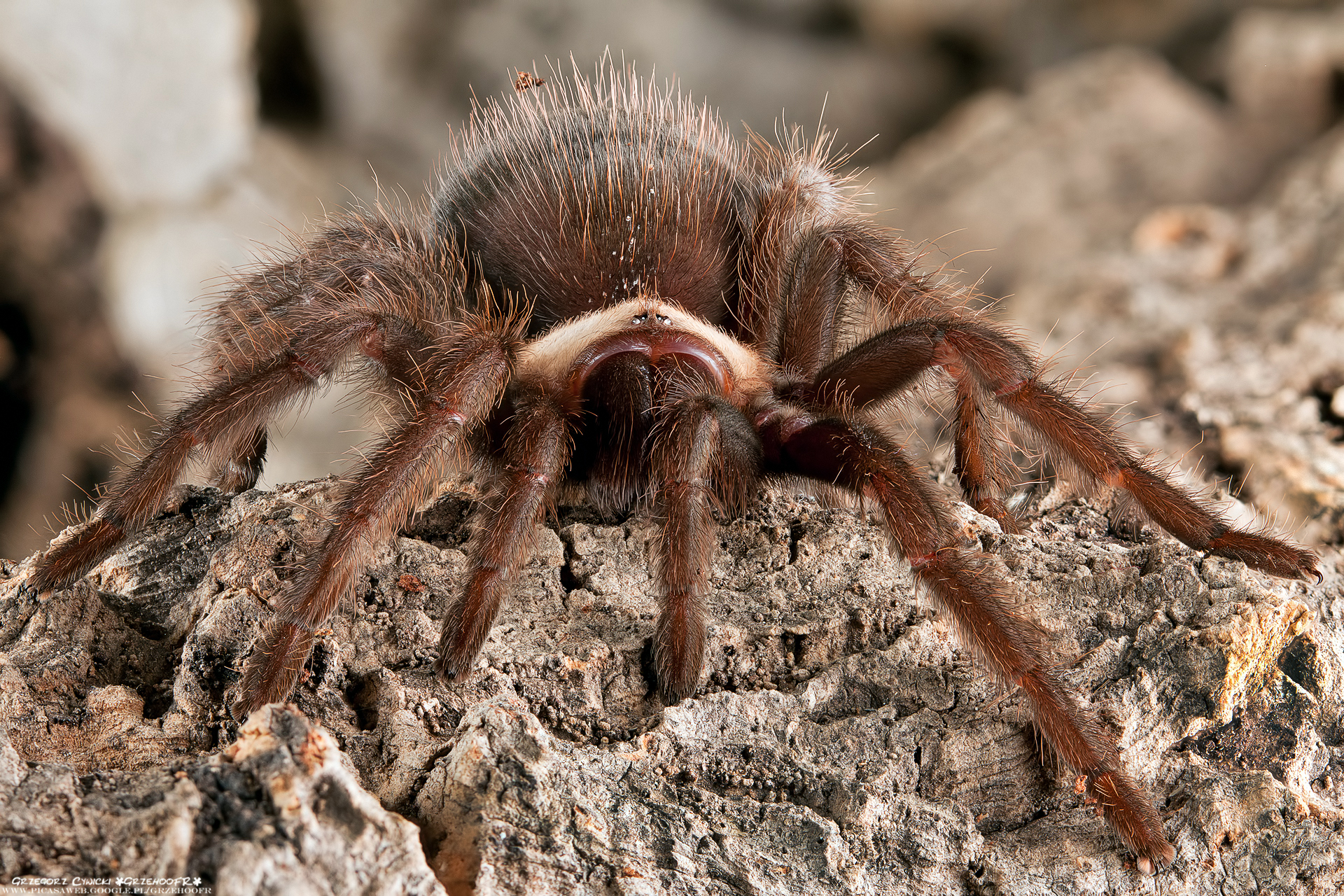 Arachnophobia approaching...