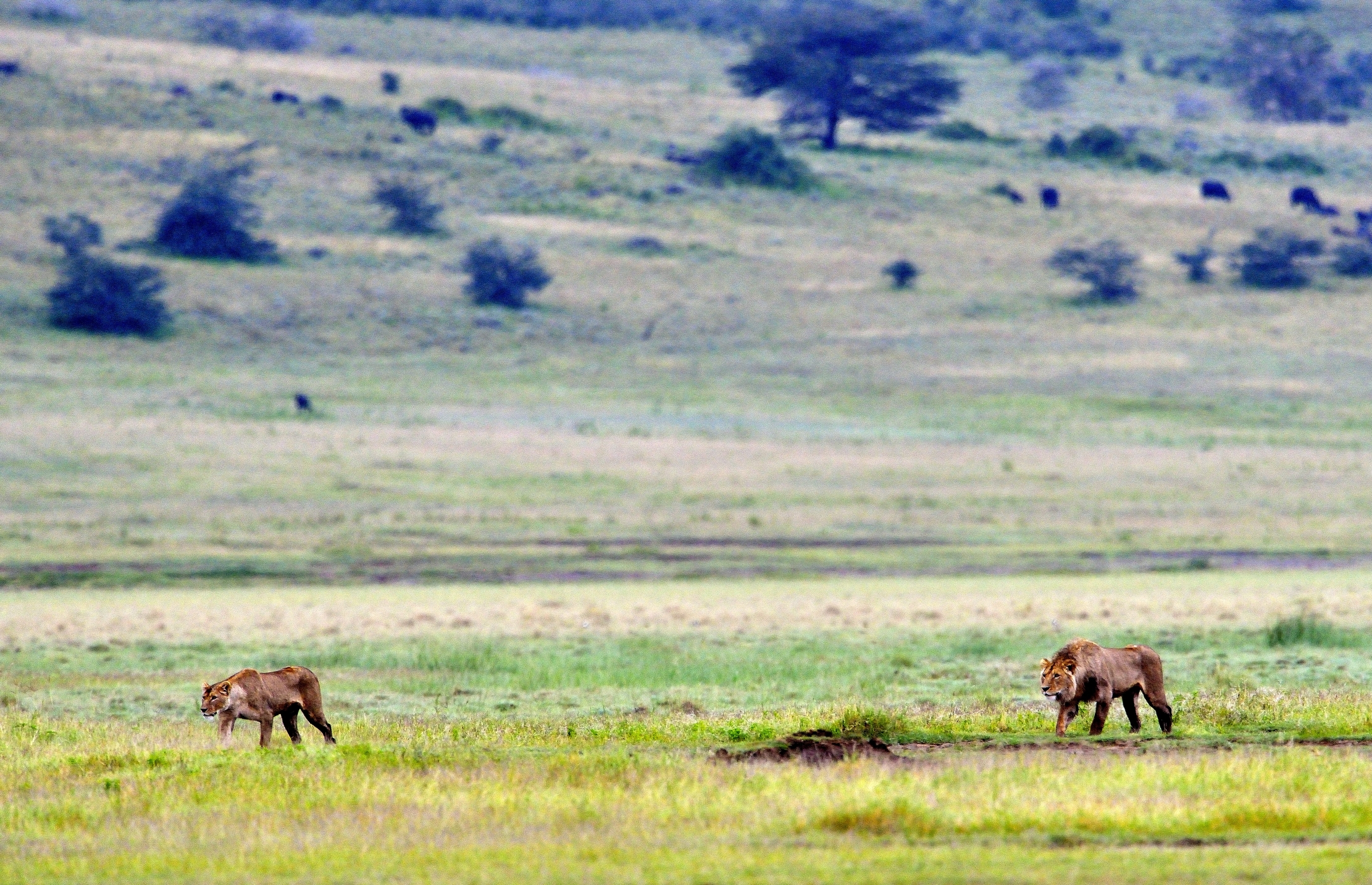 Ngorongoro Crater - Leoni a caccia