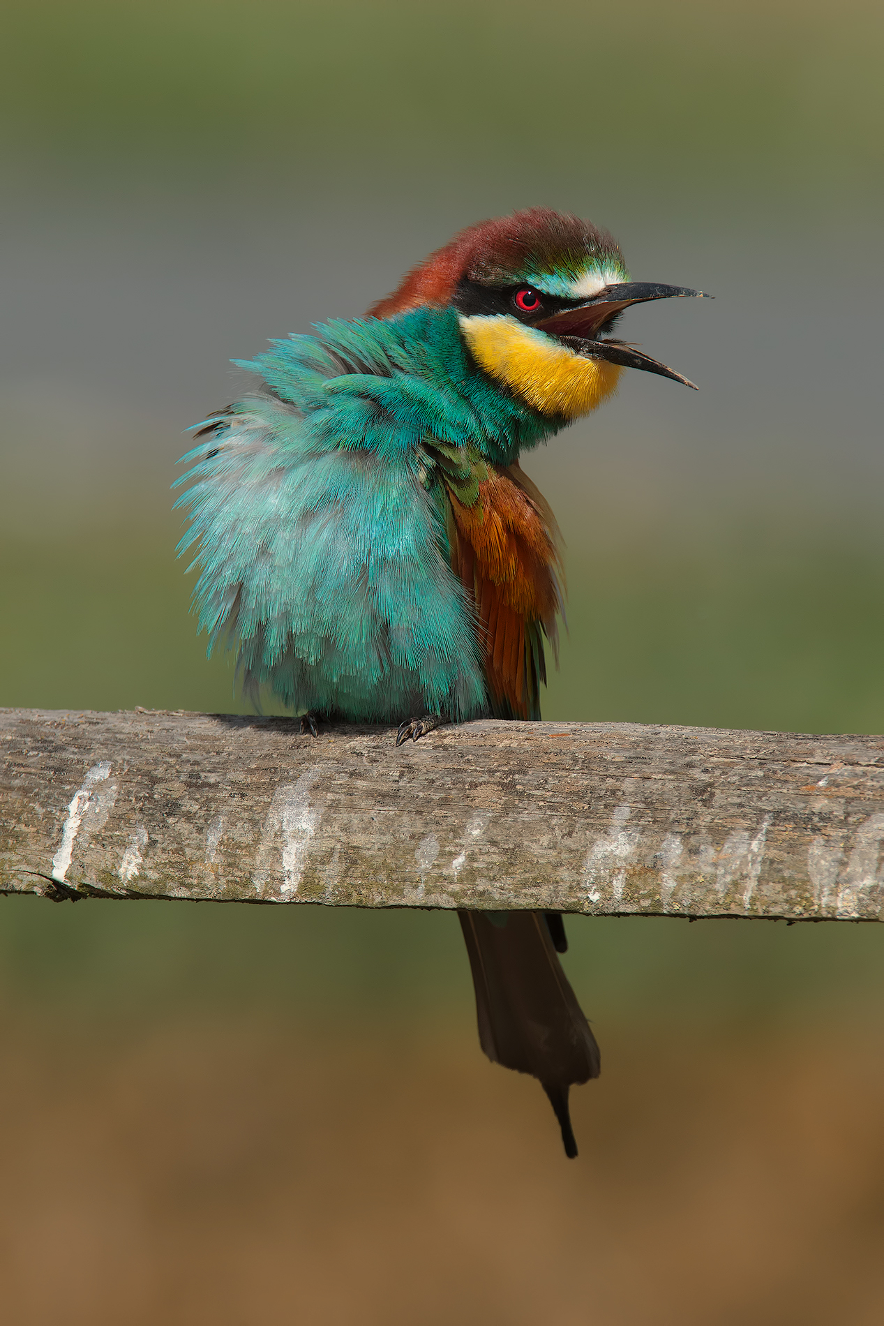 Paresi o danza d'amore..???