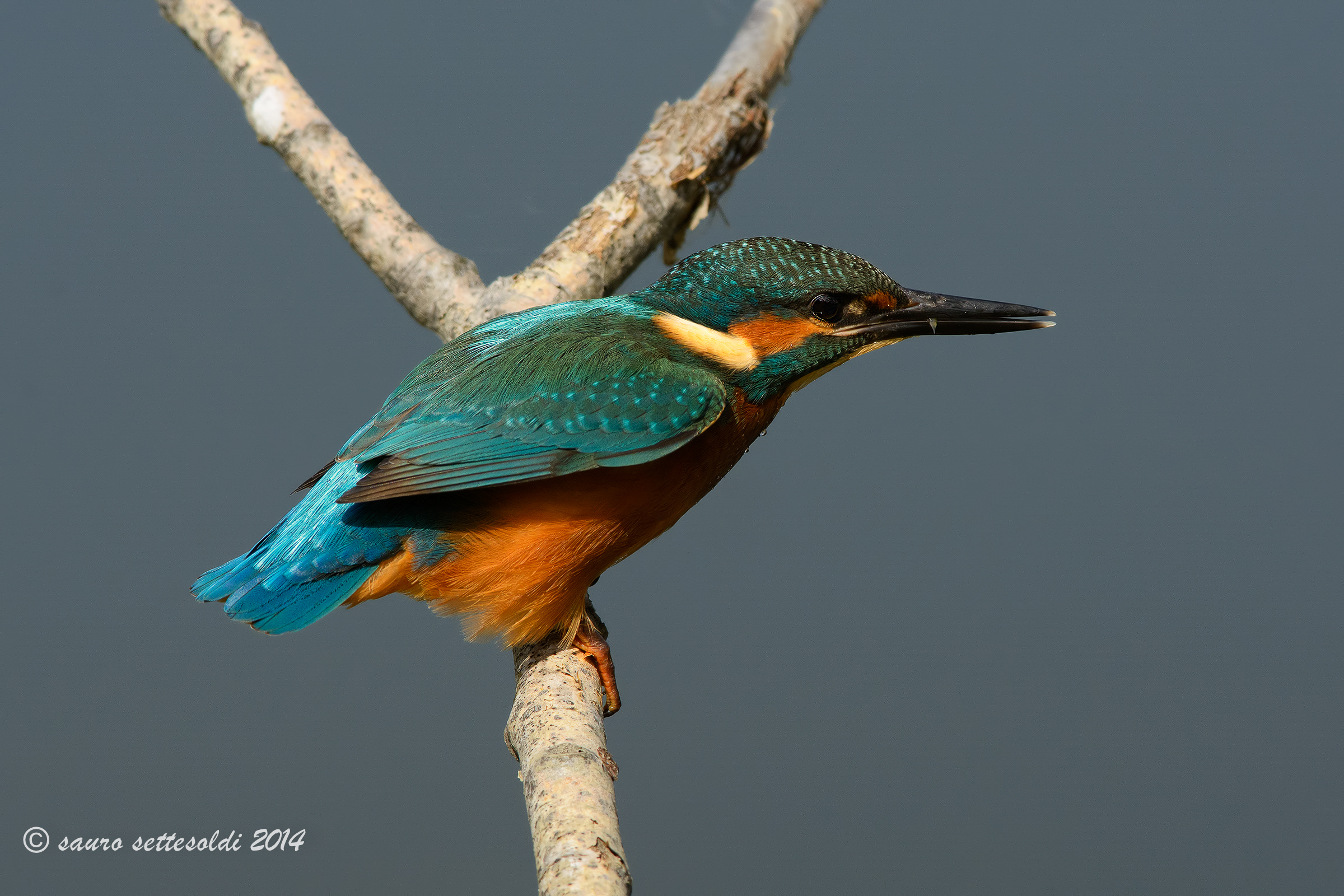 martin pescatore giovane