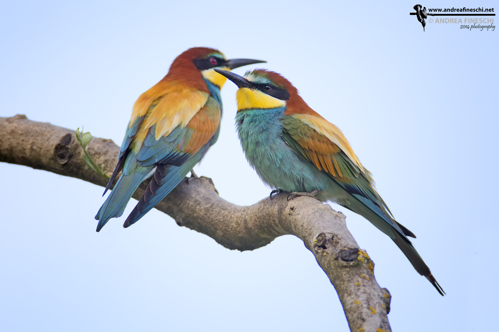 Coppia di gruccioni al calar del sole