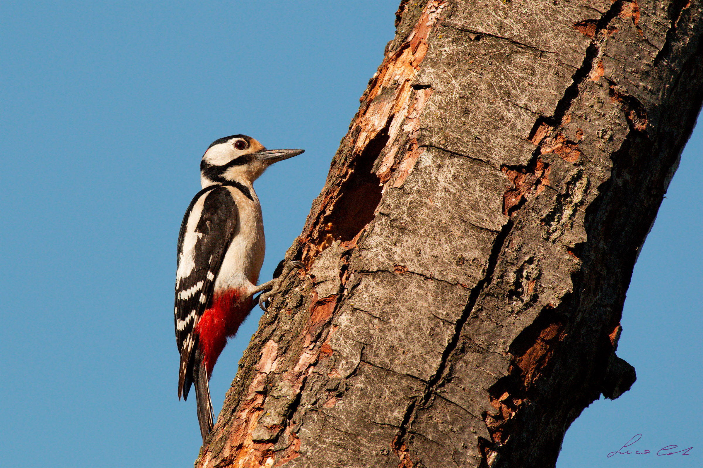 Woodpecker