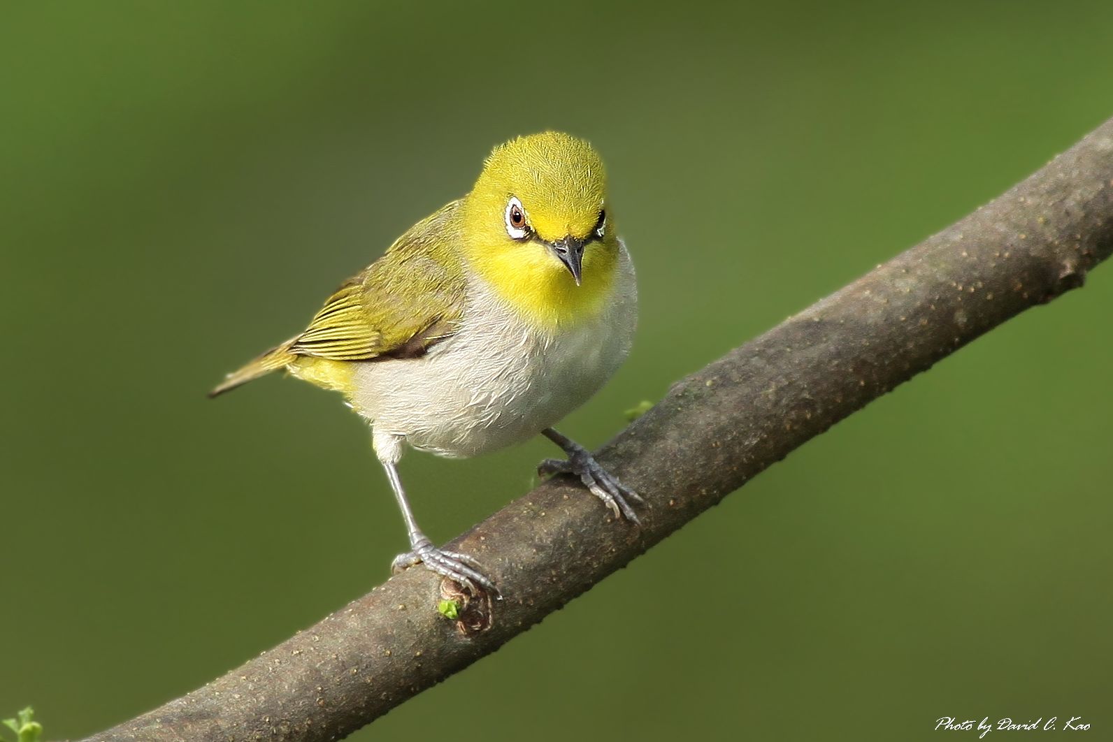 Occhio bianco giapponese