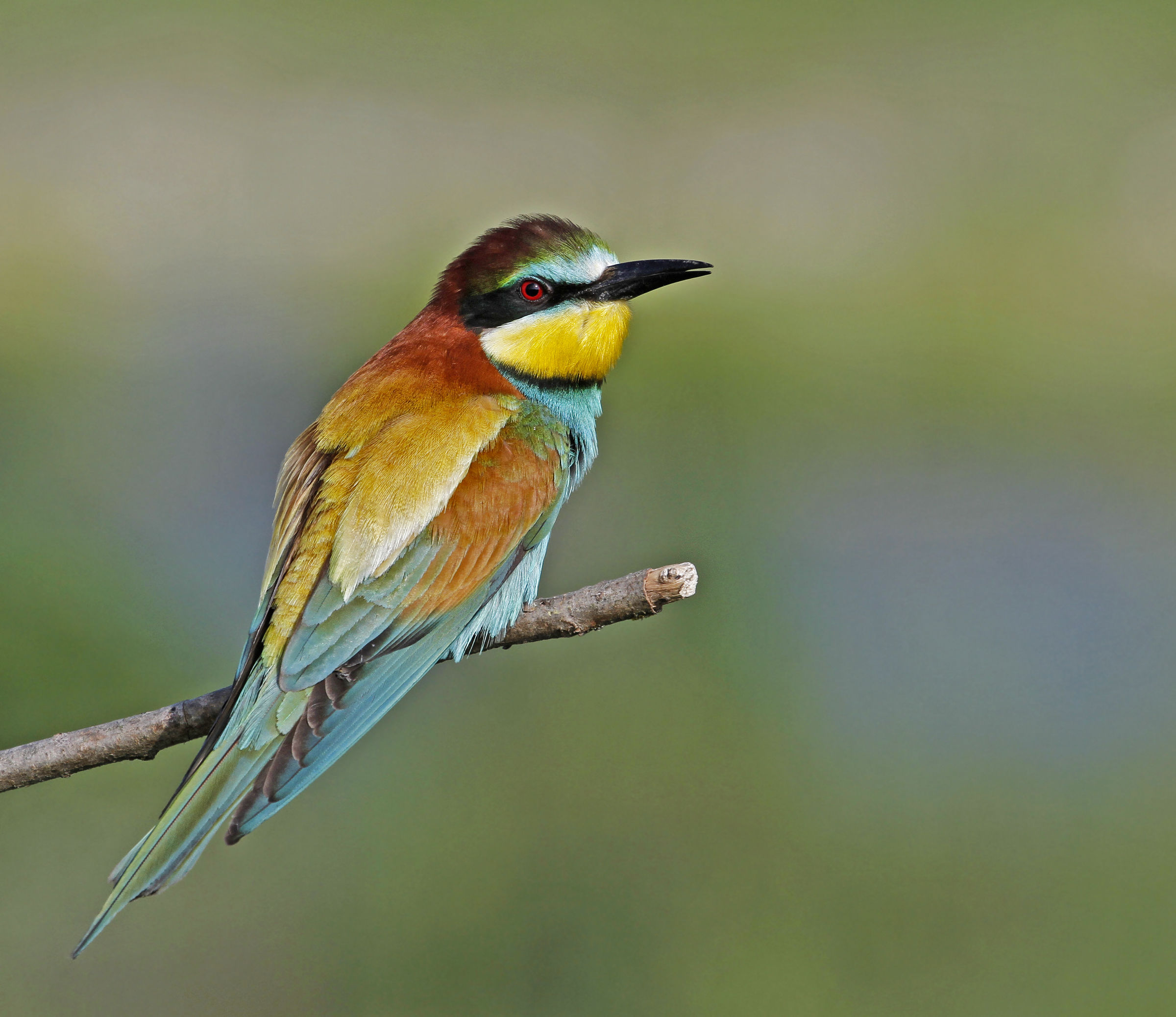 bee-eater