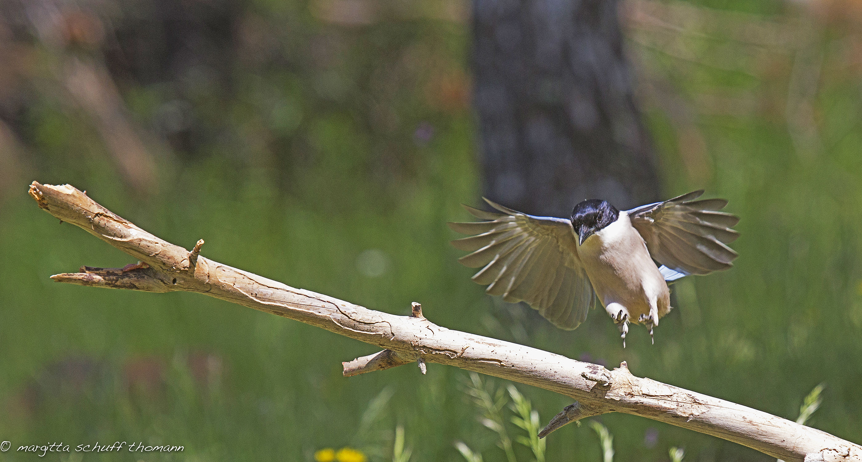 Azure-winged Magpie