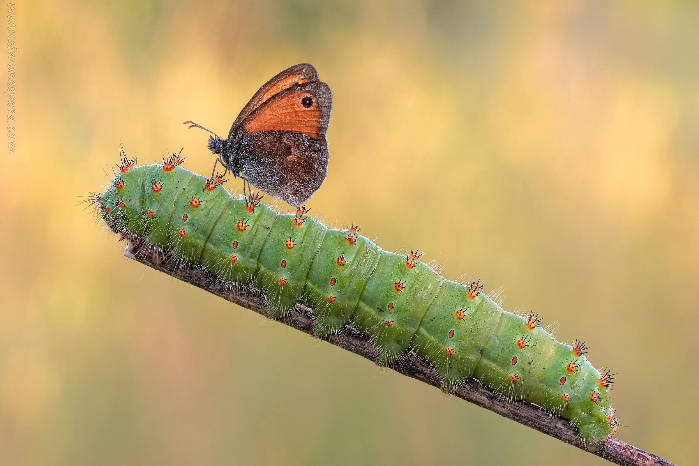 Saturnia (Eudia) pavoniella (Scopoli, 1763)