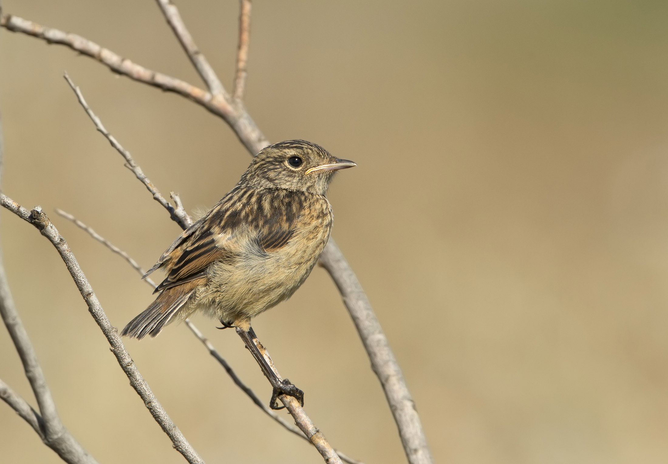 la famiglia saltimpalo (pullo)