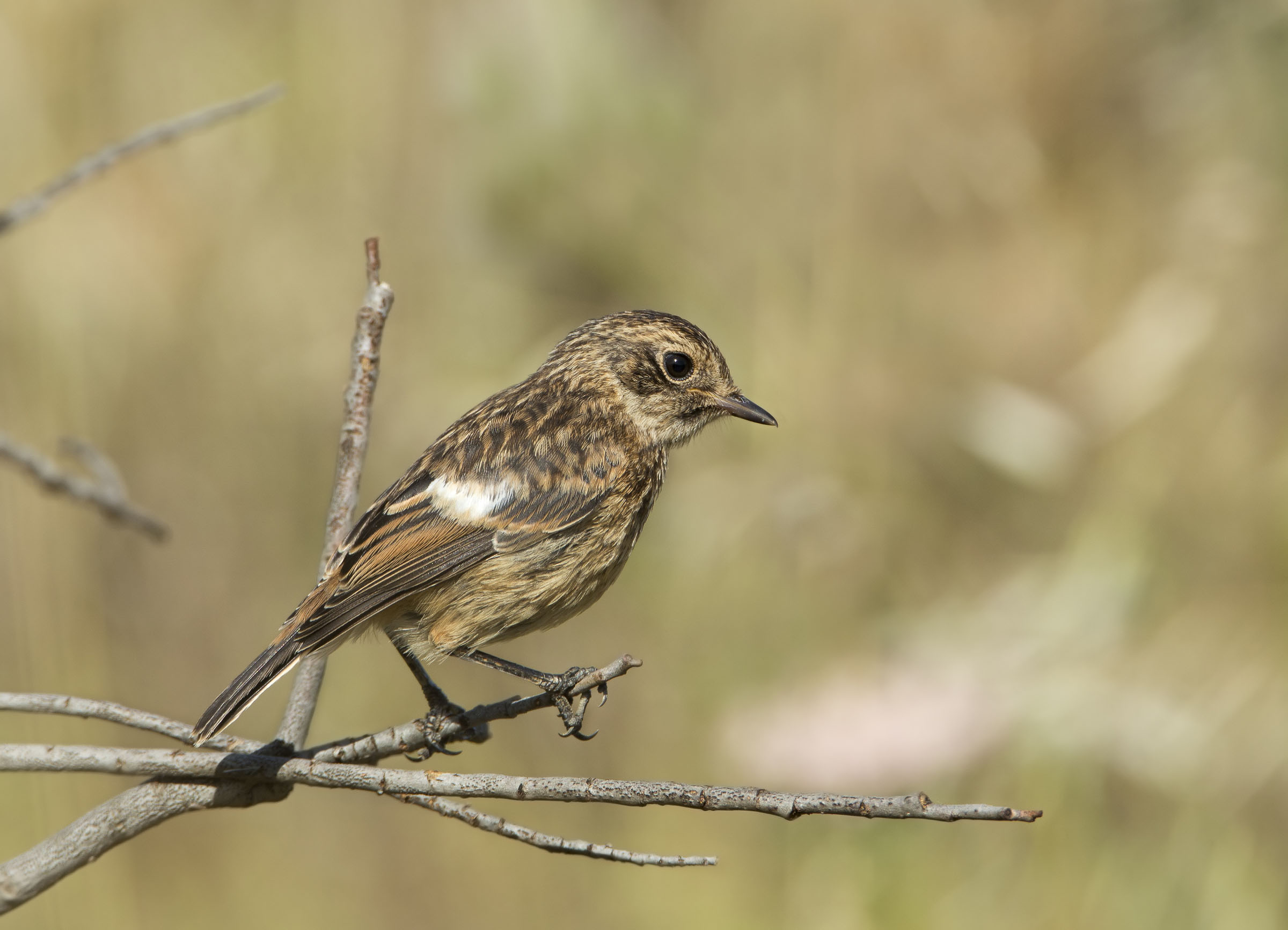 la famiglia saltimpalo(mamma)