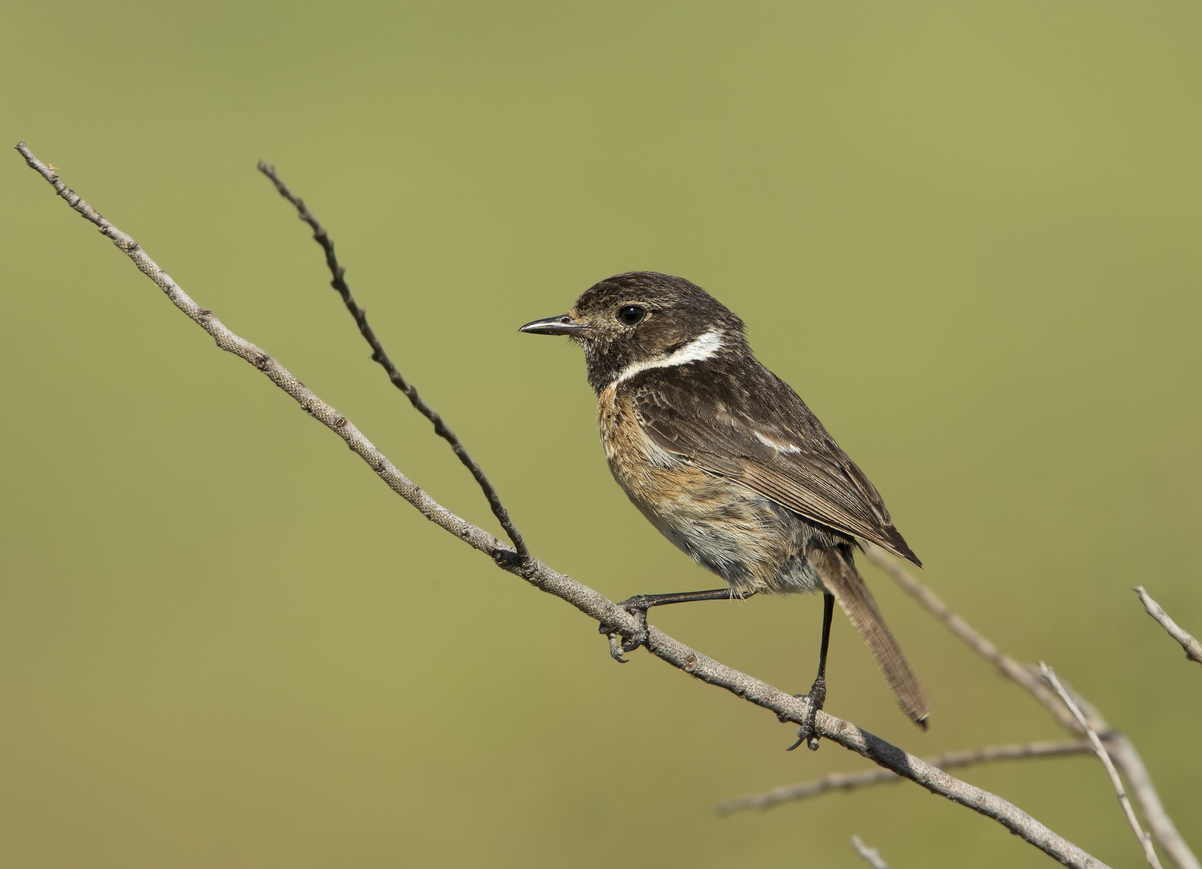 la famiglia saltimpalo(papa')