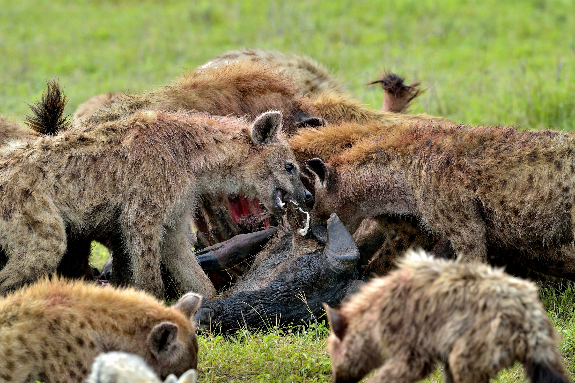 Iene si contendono i resti di uno gnu