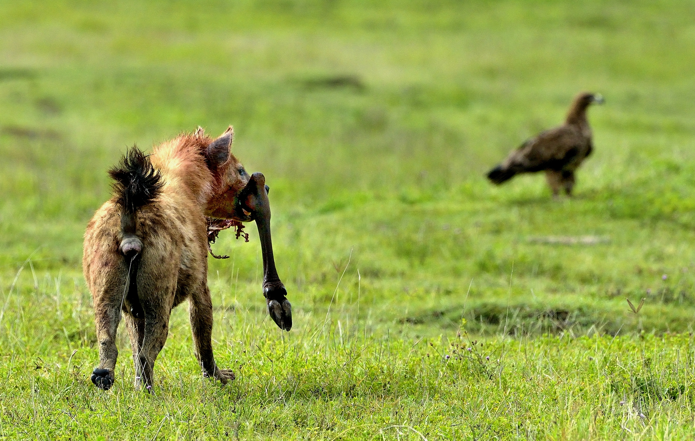 Iena porta al sicuro resti di uno gnu