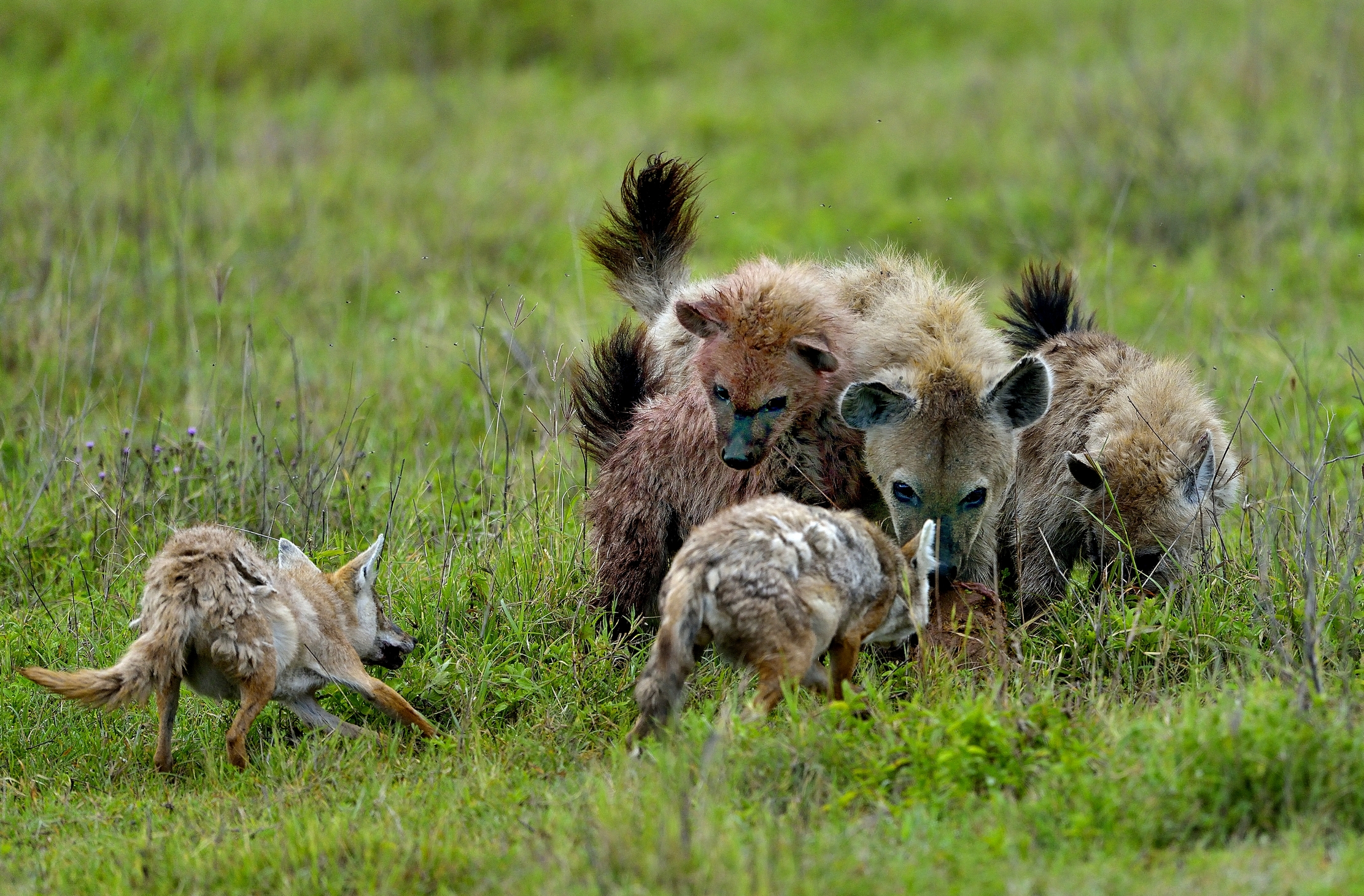 Sciacalli timorosi e iene si contendono resti di gnu