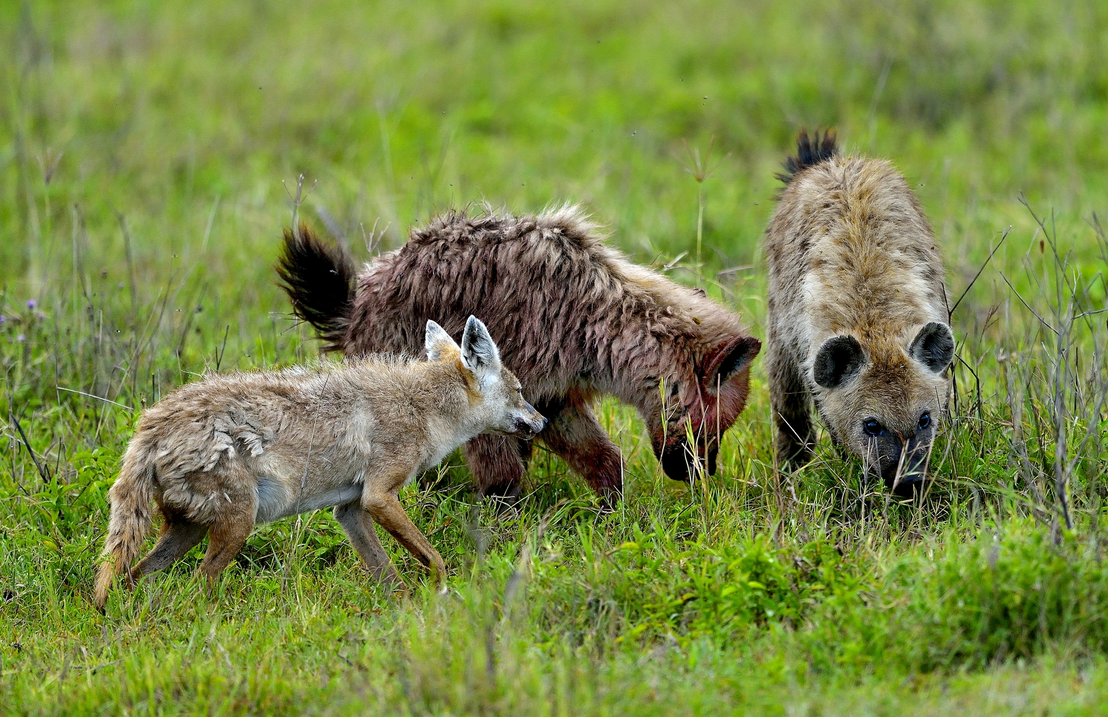 Sciacallo timoroso e iene si contendono resti di gnu