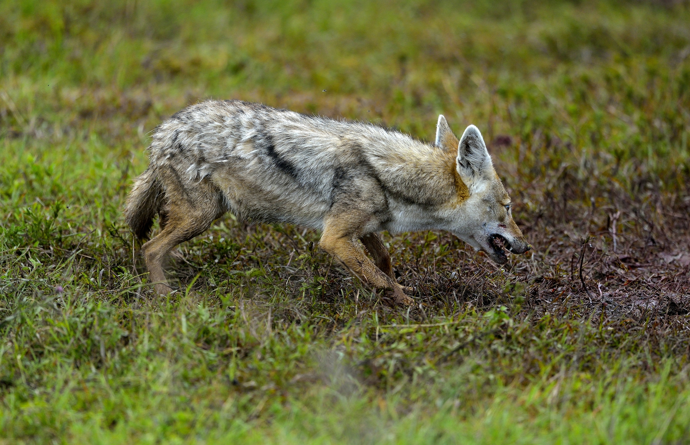Sciacallo timoroso recupera resti d gnu predato da iene