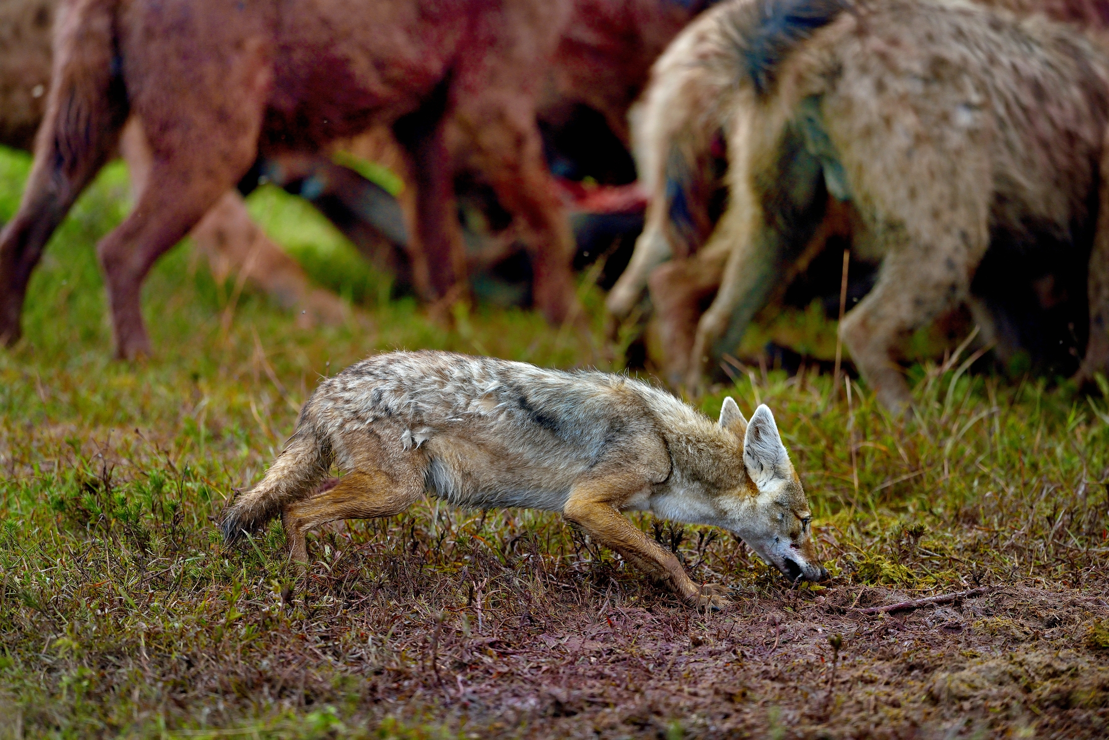 Sciacallo timoroso recupera resti d gnu predato da iene