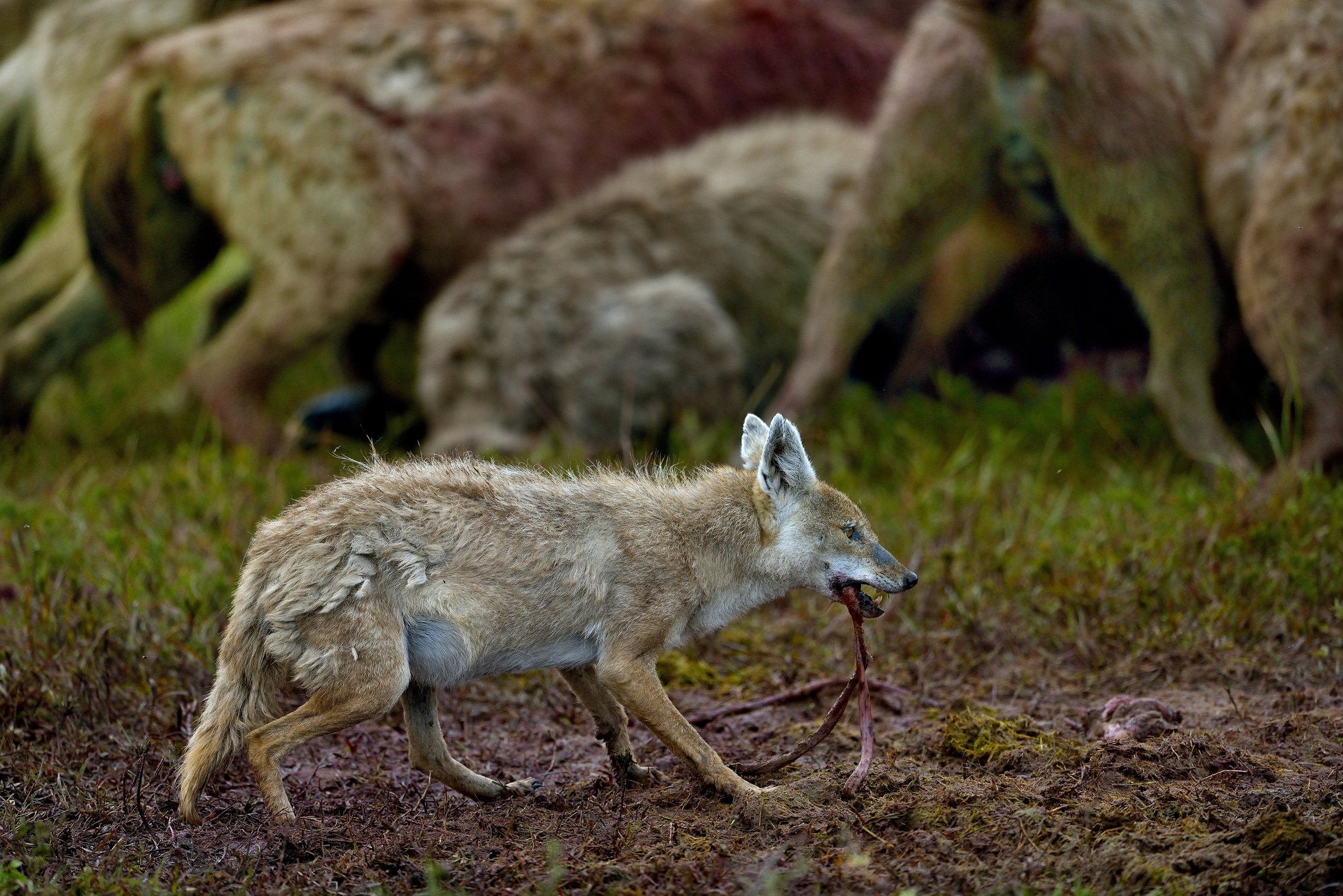 Sciacallo timoroso recupera resti d gnu predato da iene
