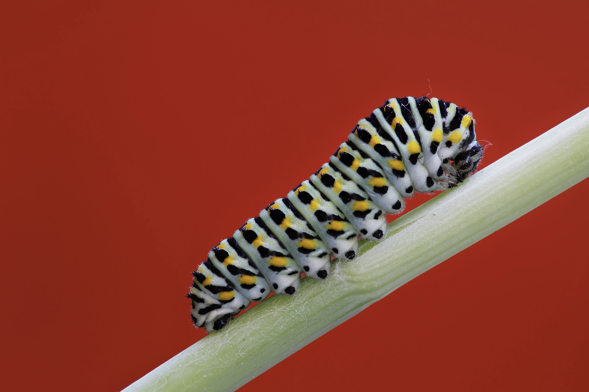 Bruco di macaone in Rosso