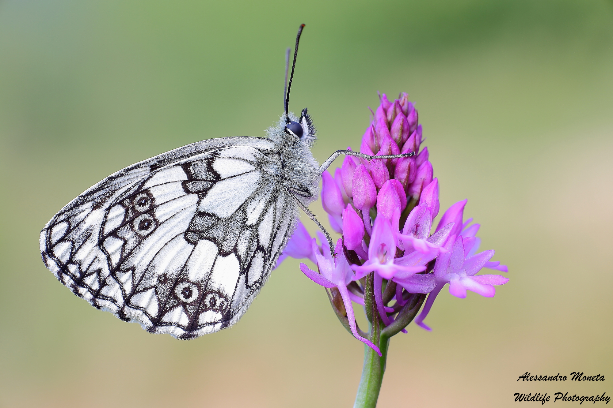 Galatea of ??the first season