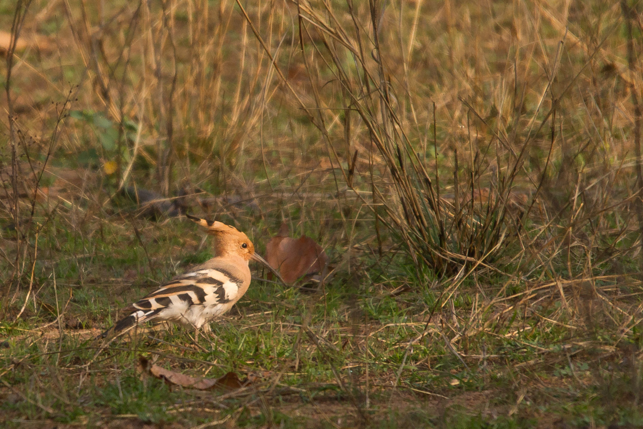 Upupa, fortemente ritagliata.