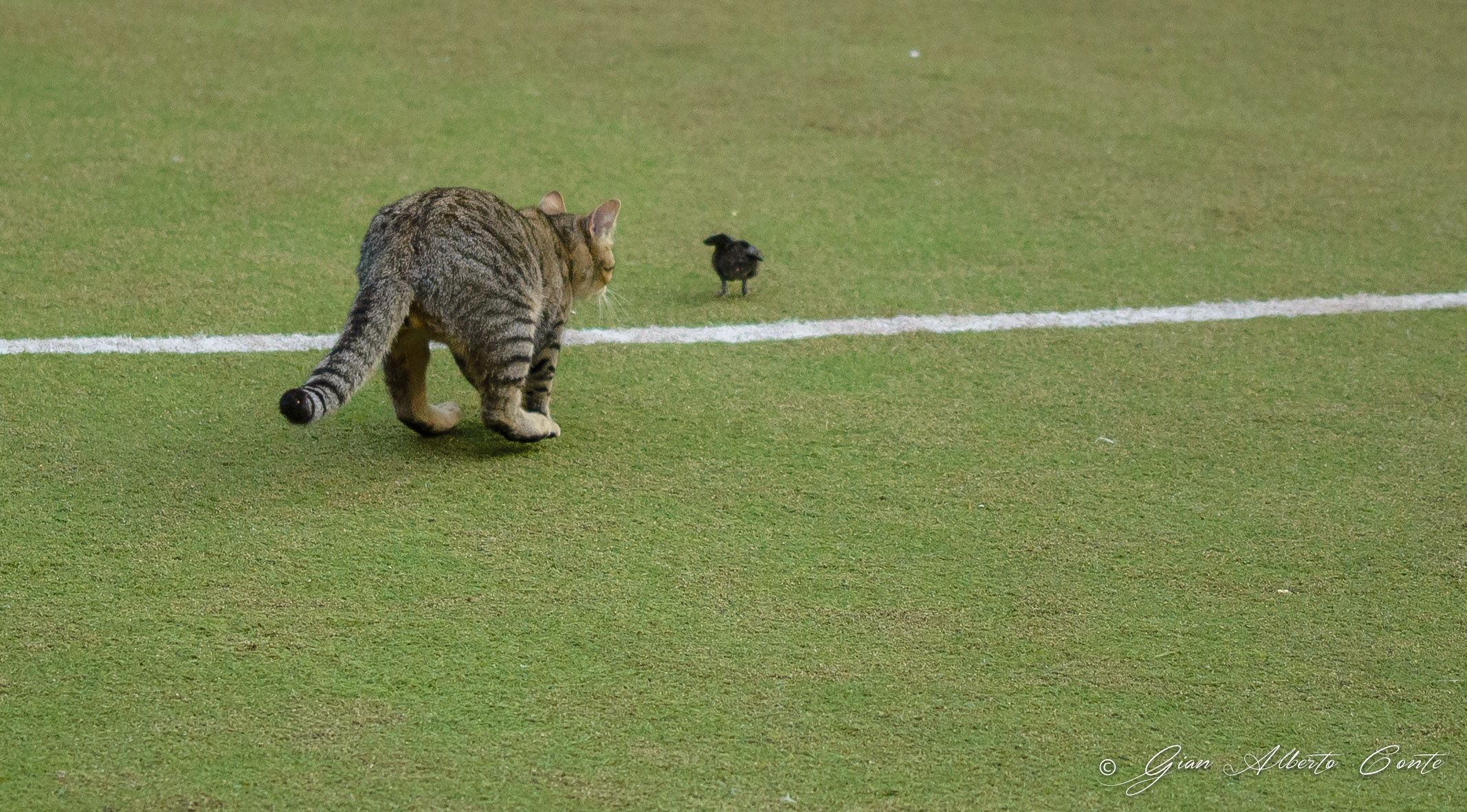 Invasion in the field .....