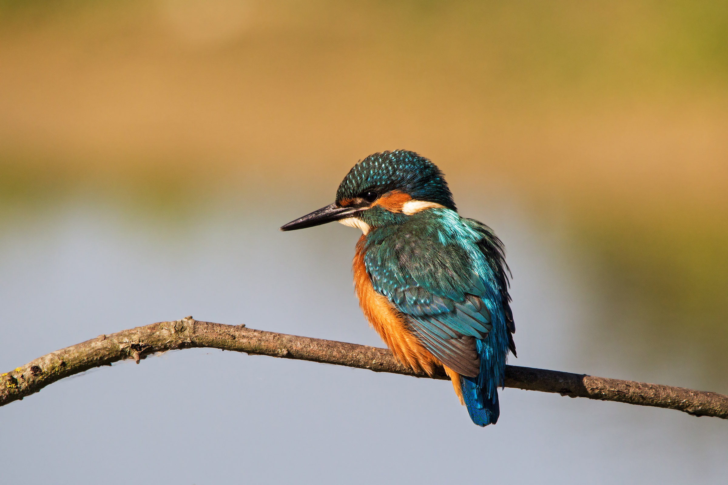 Kingfisher