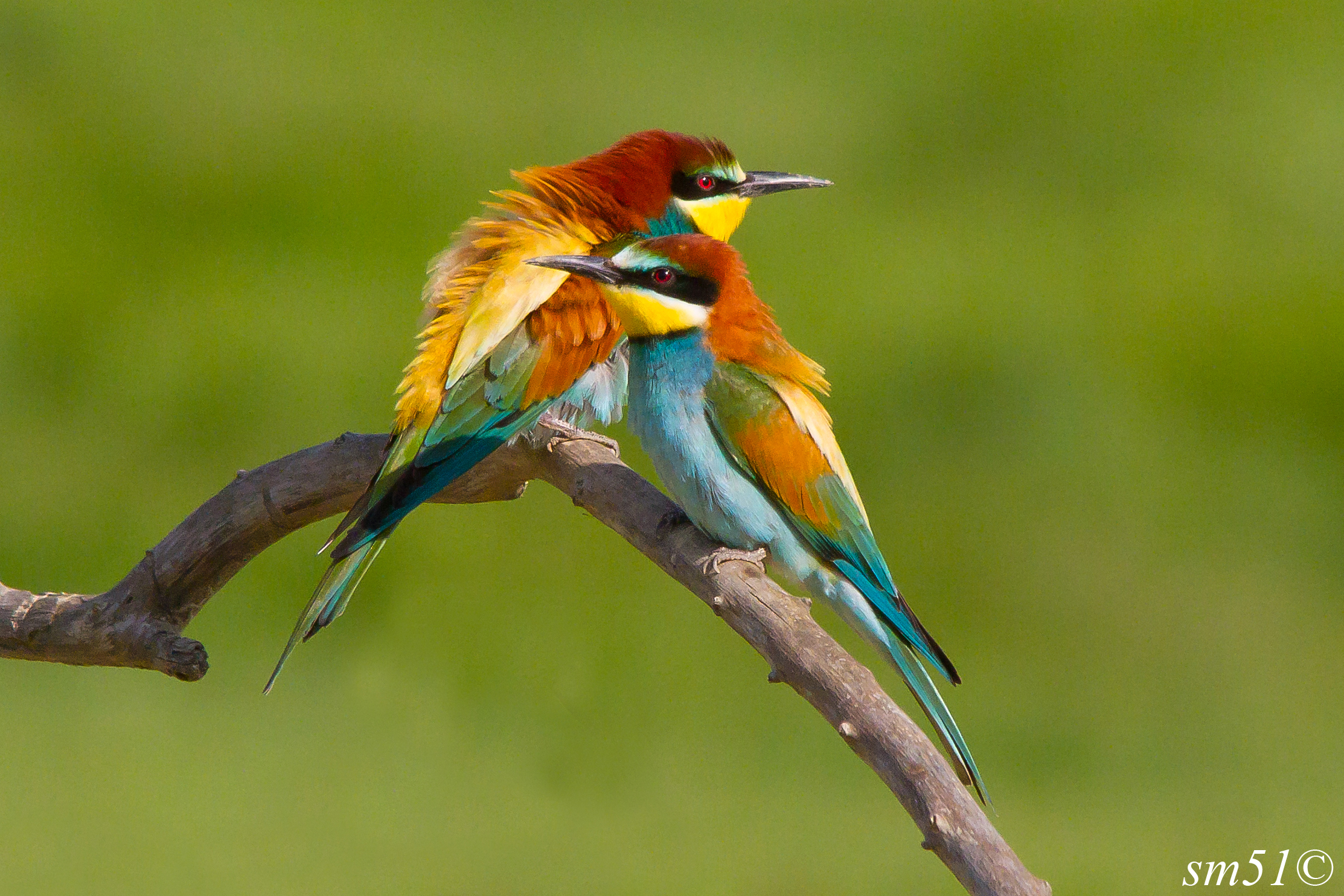 Bee-eaters
