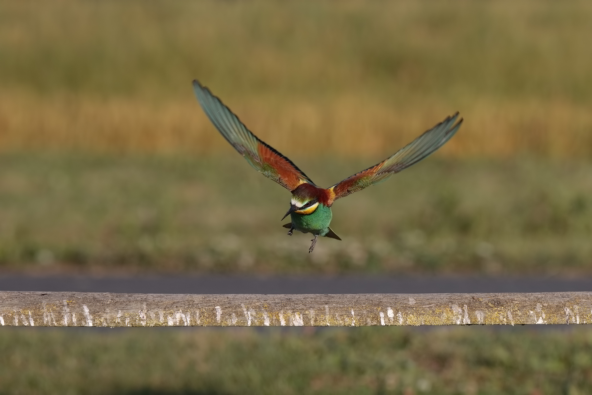 still tamarind 150-600