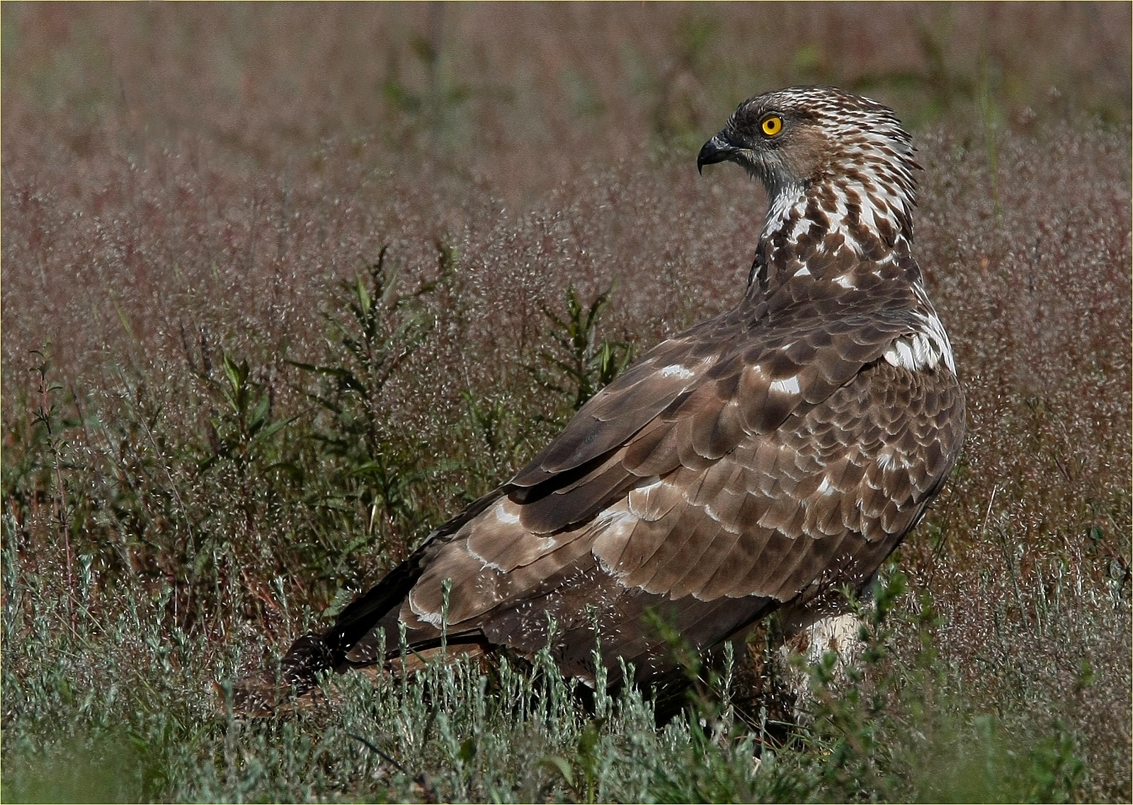 ,, falco pecchiaiolo ,,