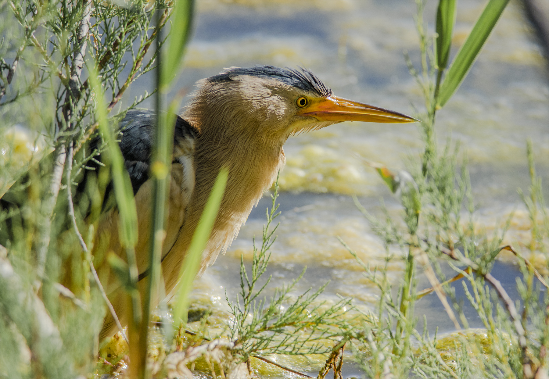 bittern