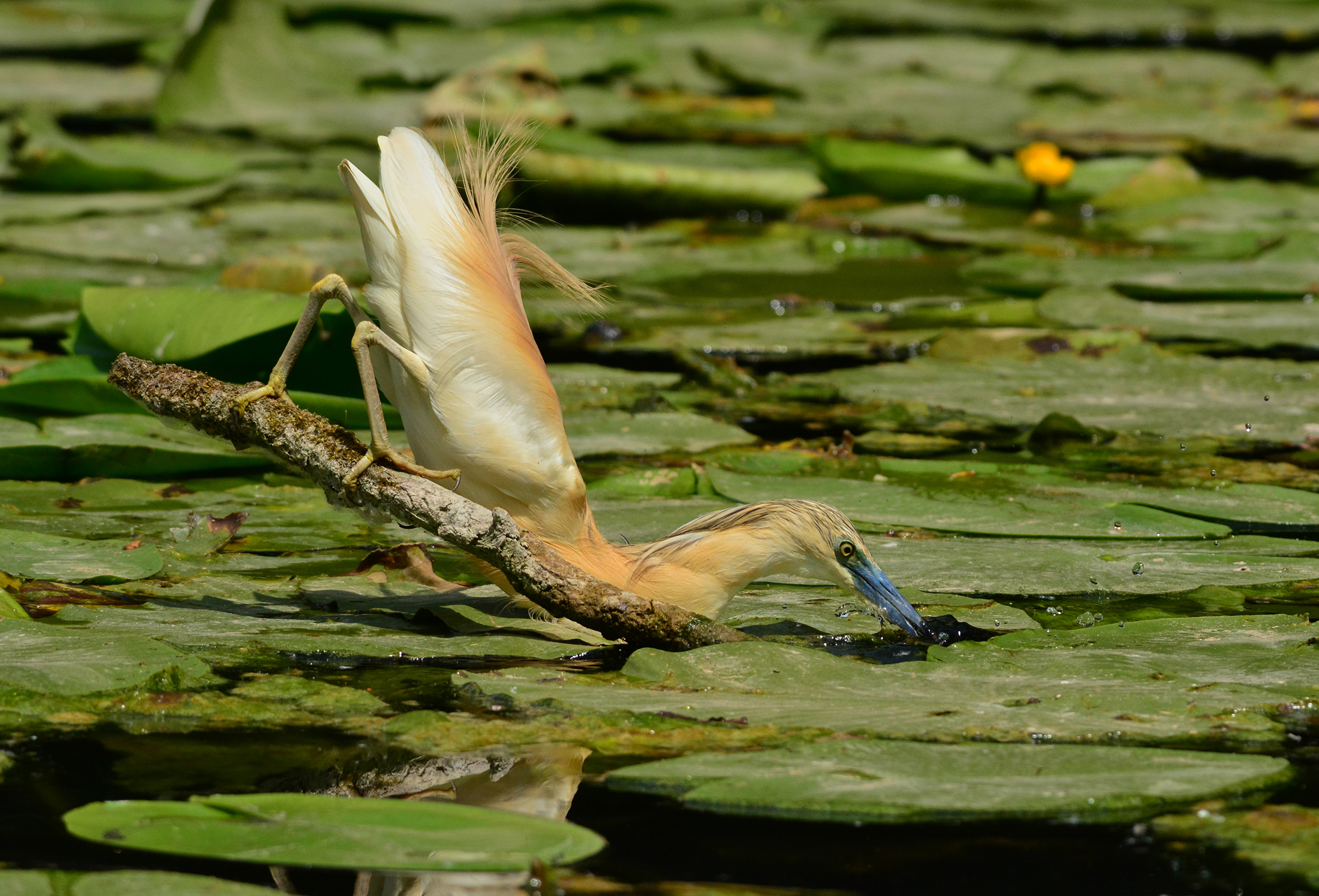 sgarza ciuffetto in presa diretta