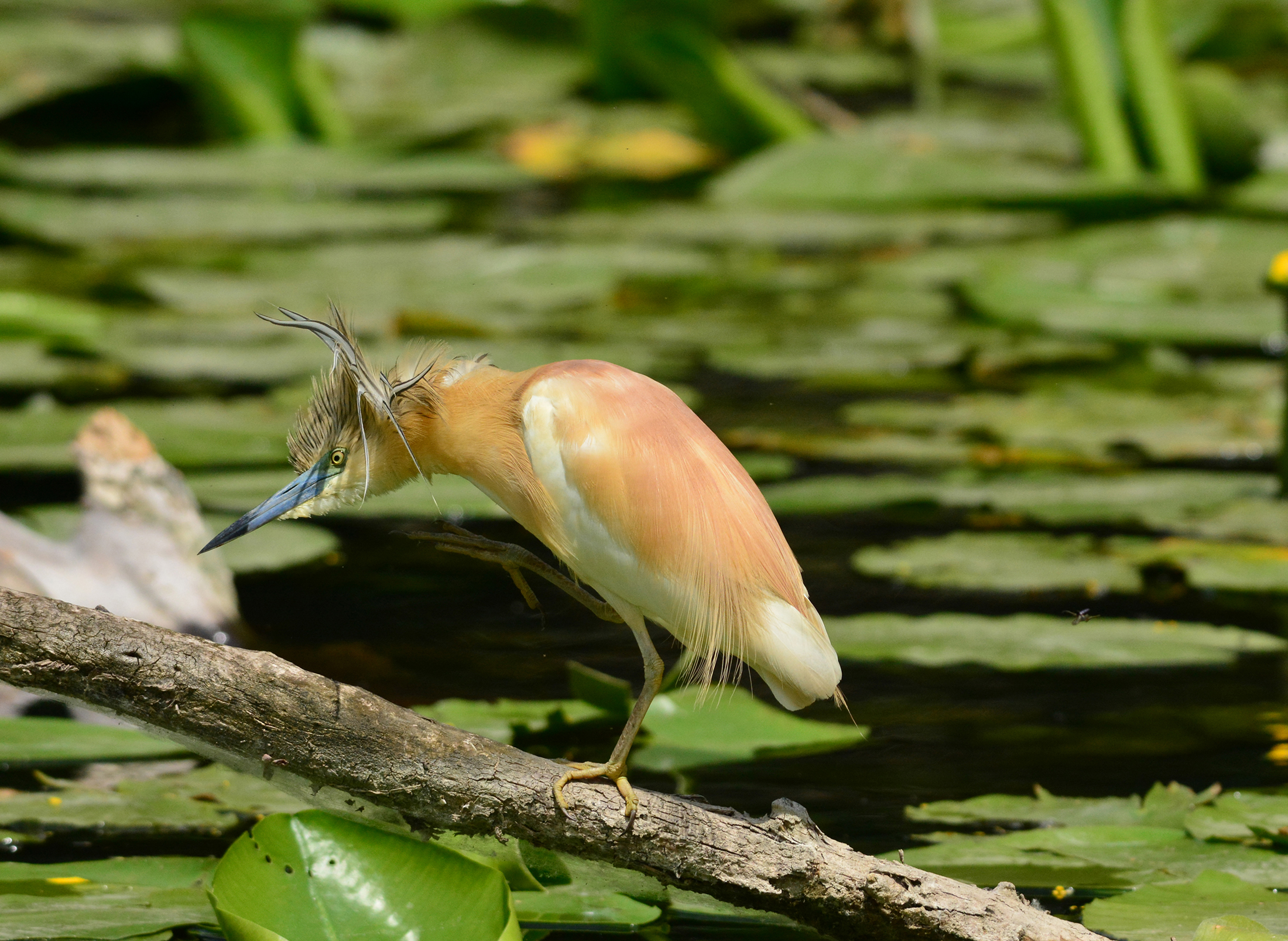 sgarza ciuffetto scapigliata