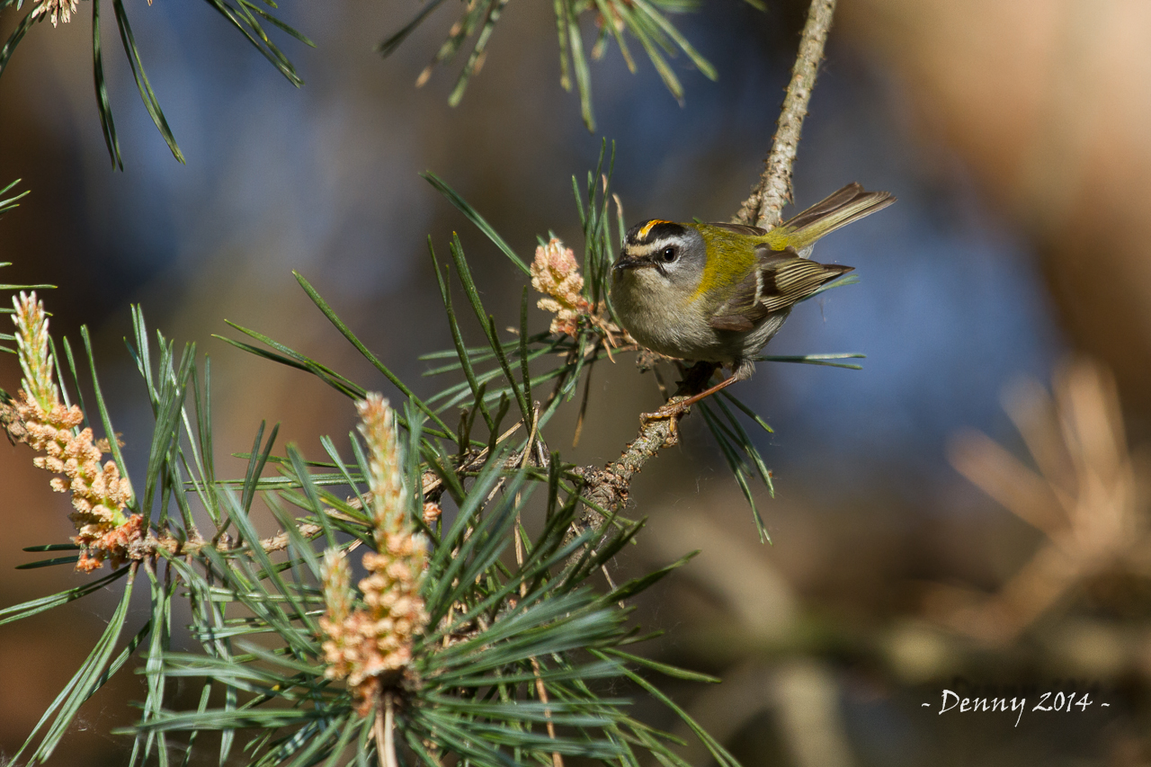 fiorrancino (Regulus ignicapilla)