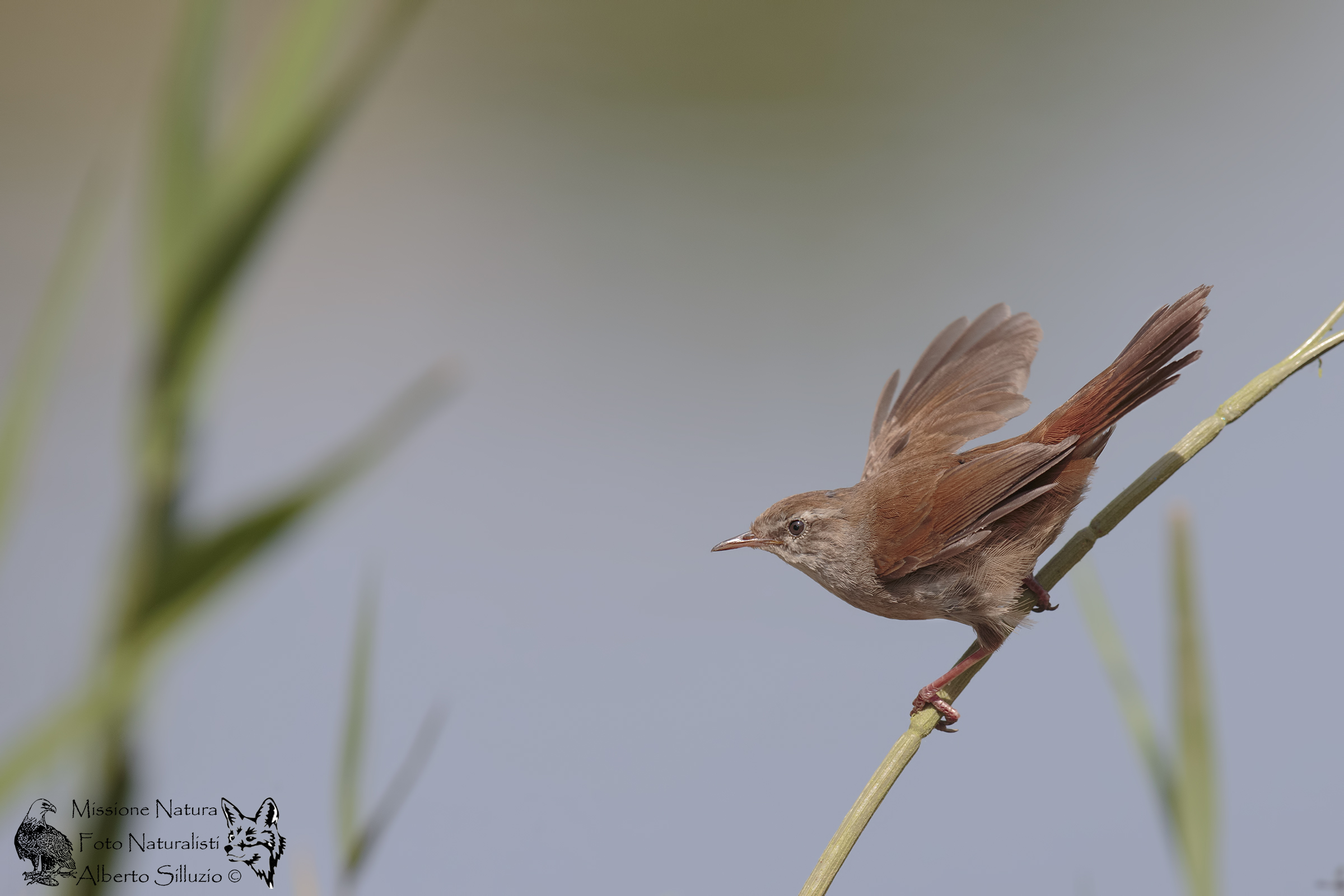 Cetti's Warbler