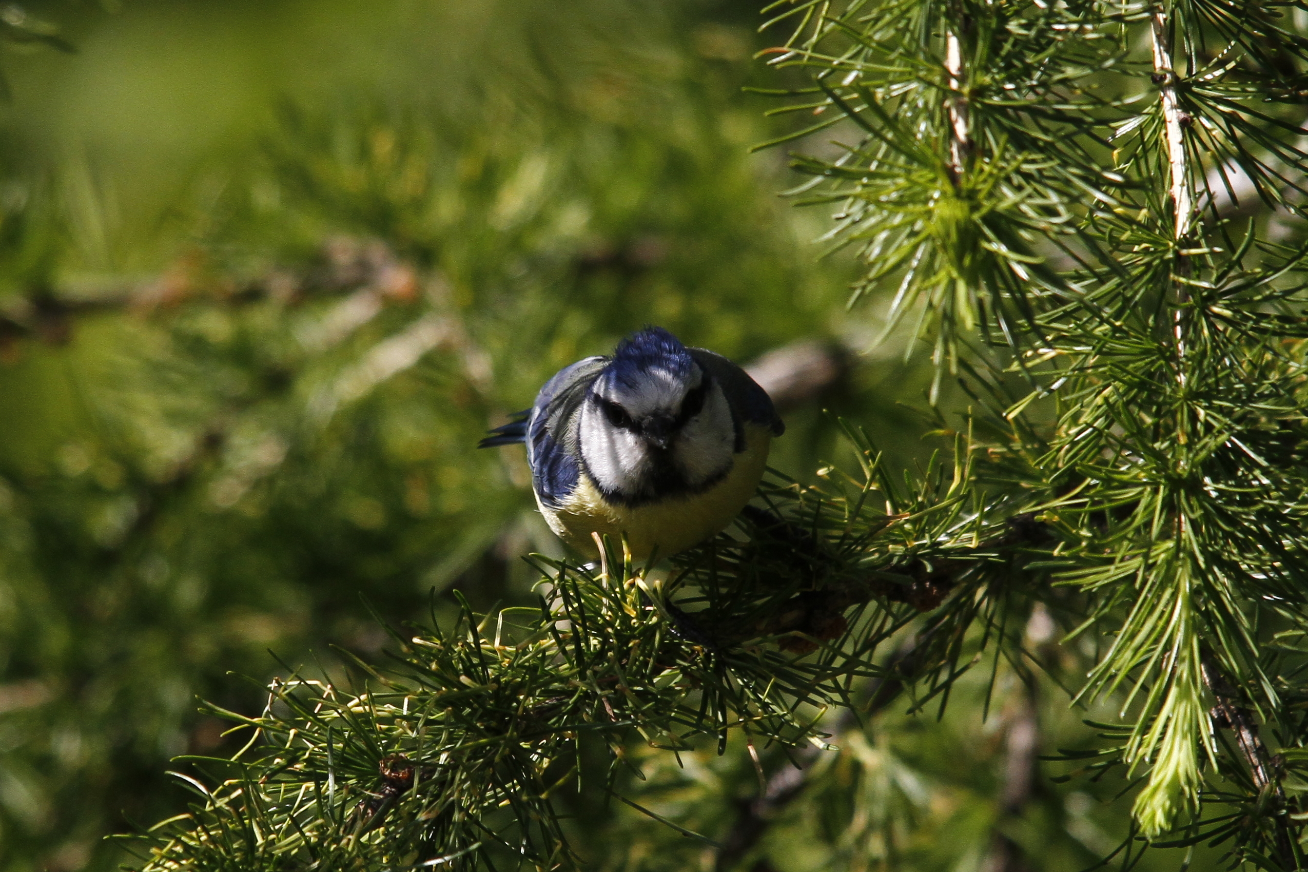Blue Tit
