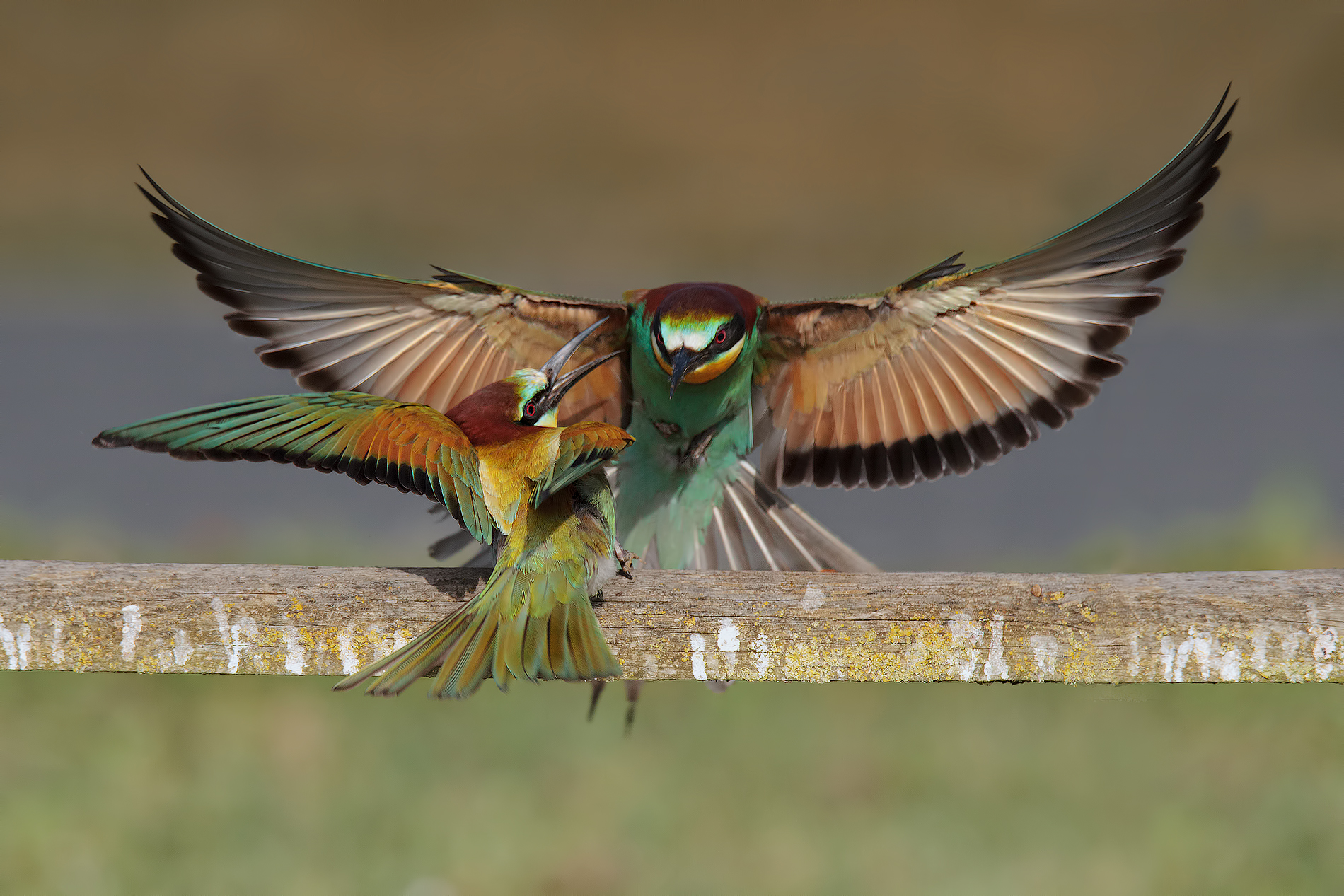 Se si dice che in una foto......