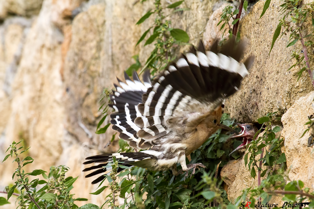 Hoopoe