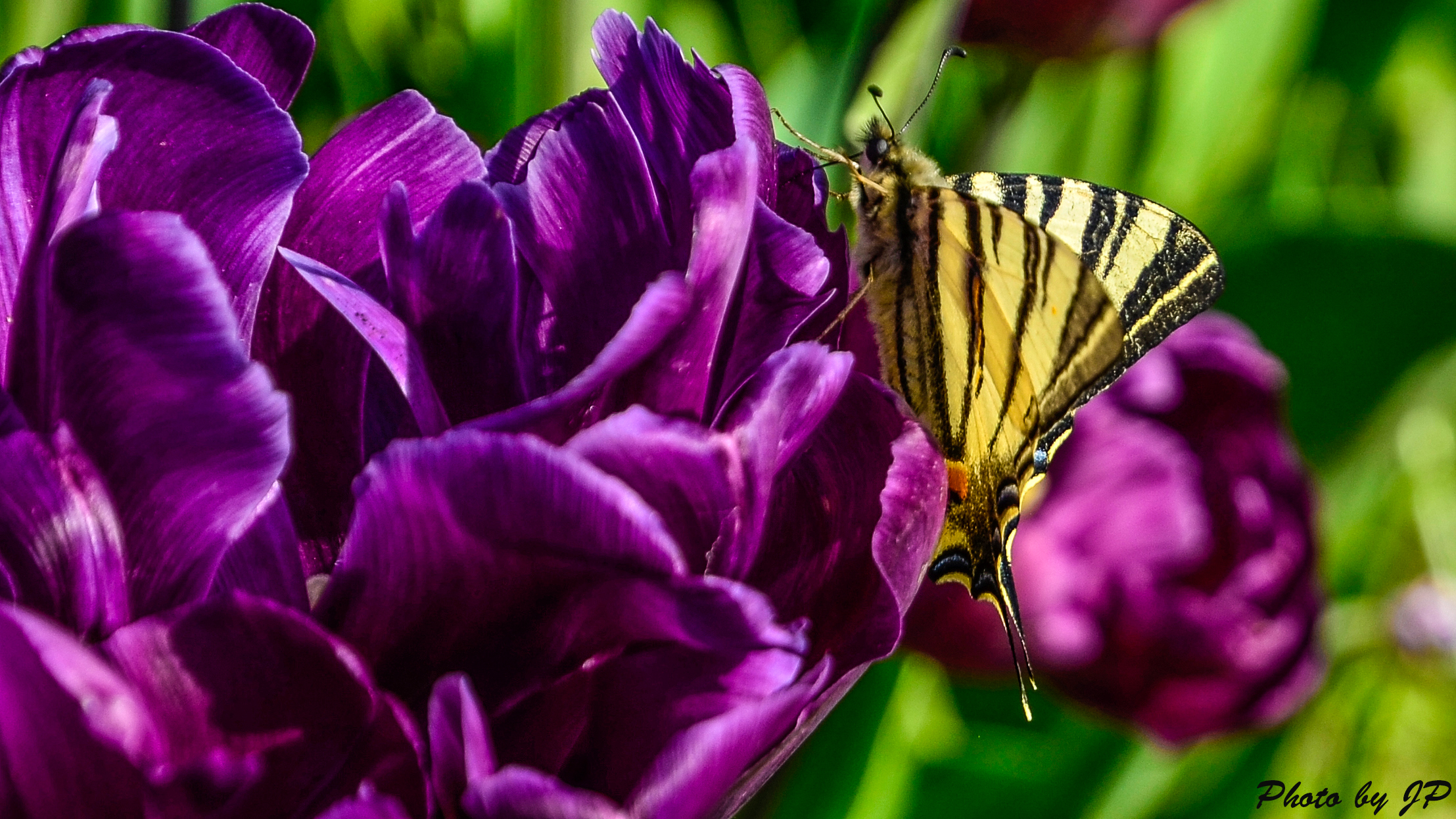 Tulipano Black Parrot con farfalla