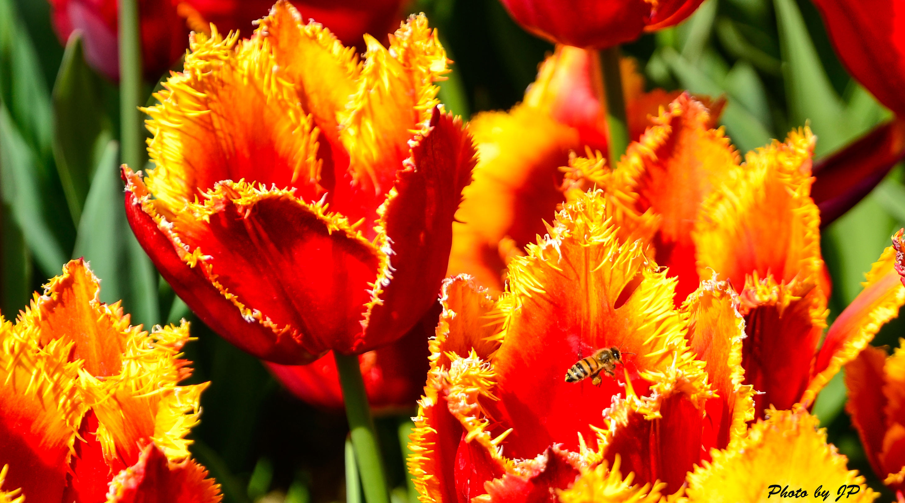 Tulipano Aleppo con Ape