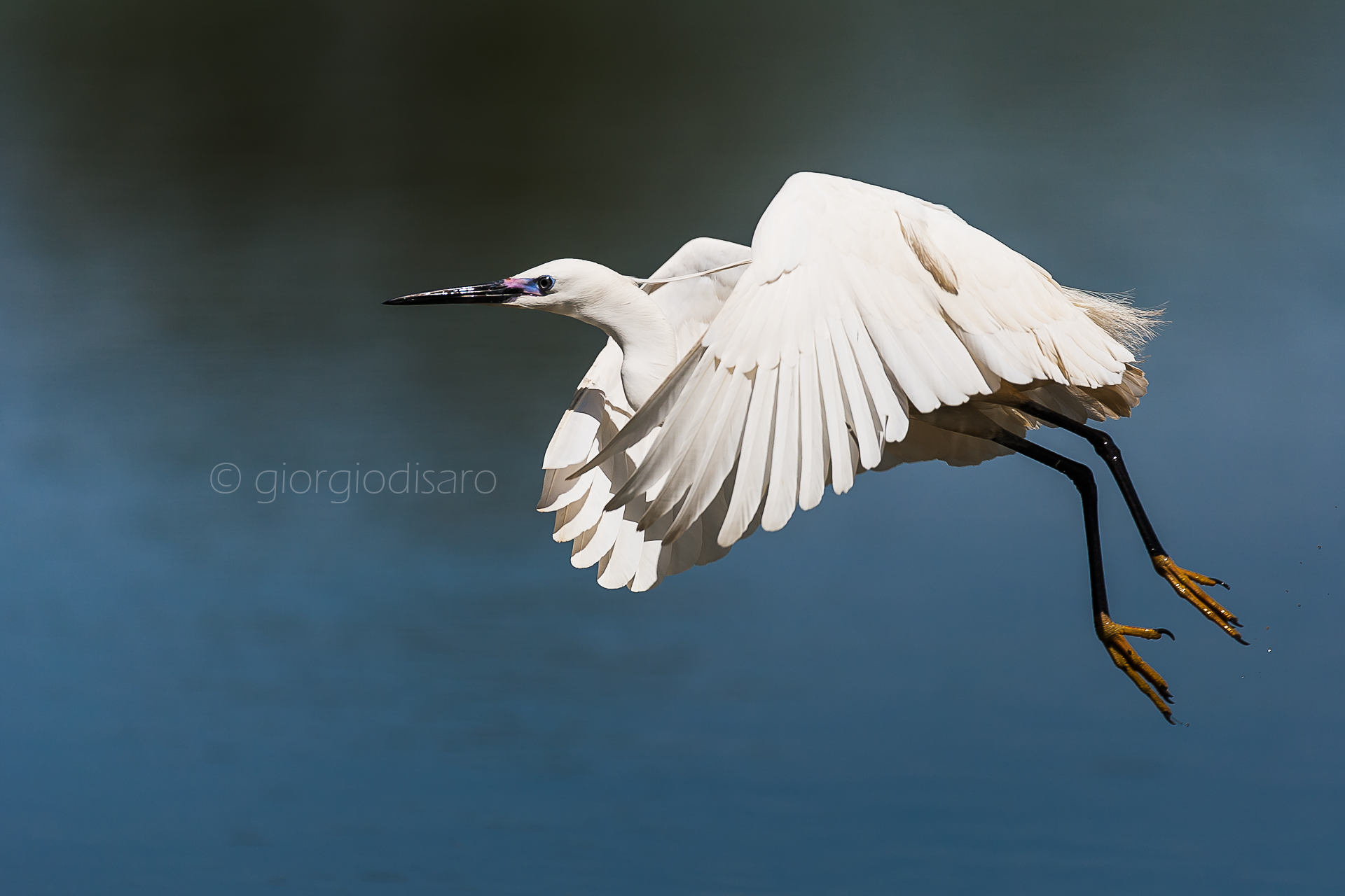 egret
