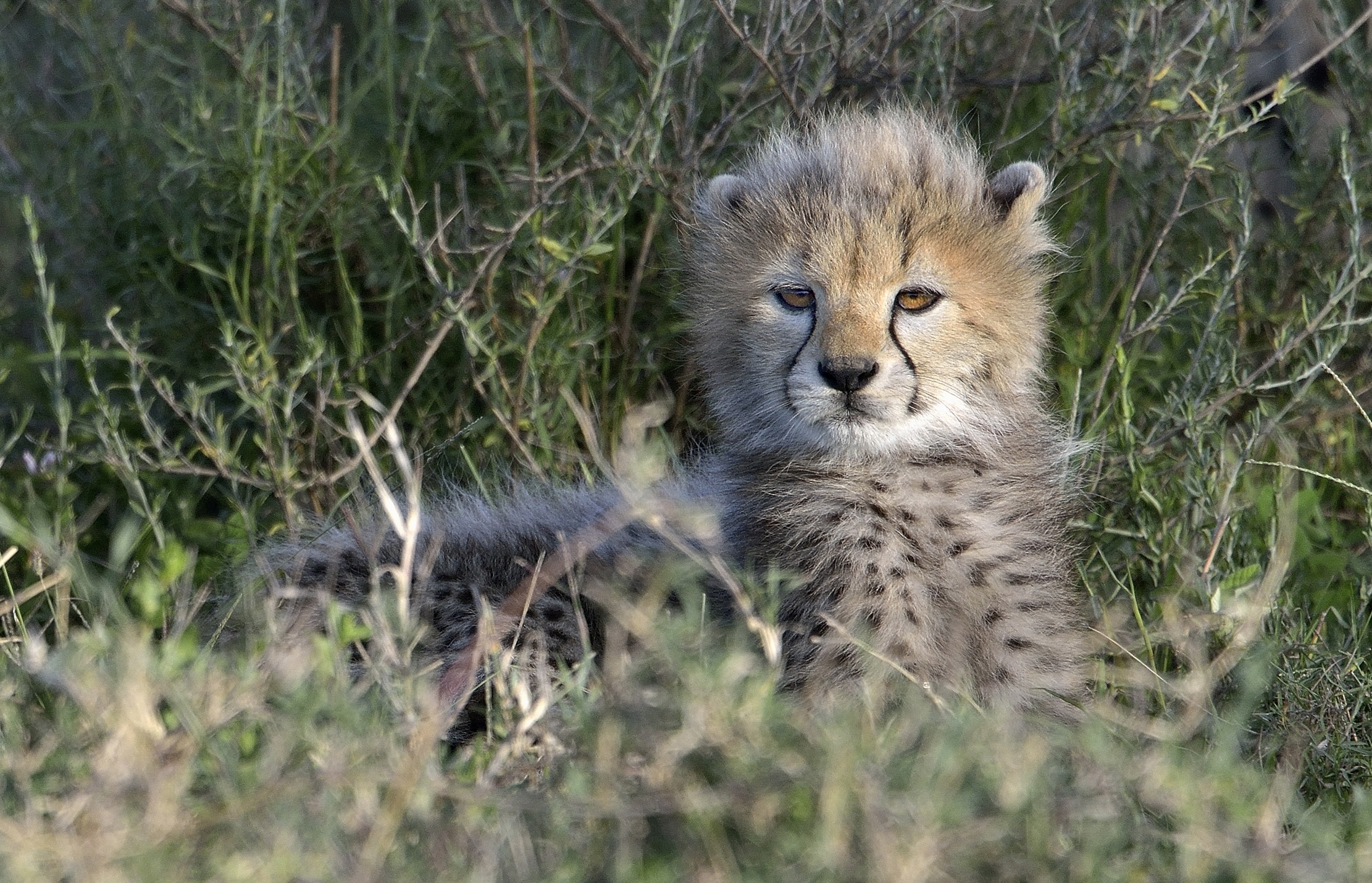 Ngorongoro Conservation Area - Cucciolo di ghepardo