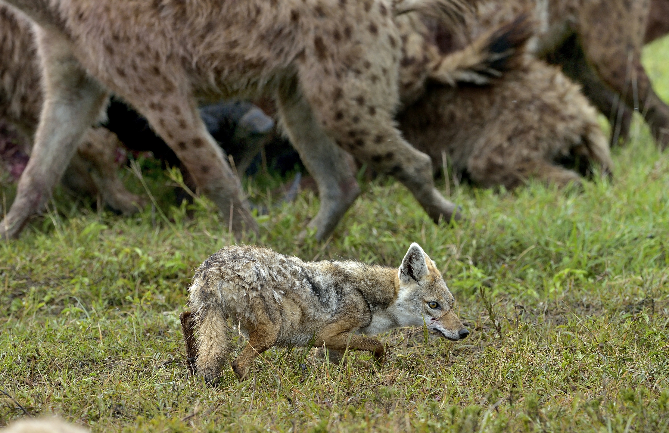 Uno sciacallo molto circospetto