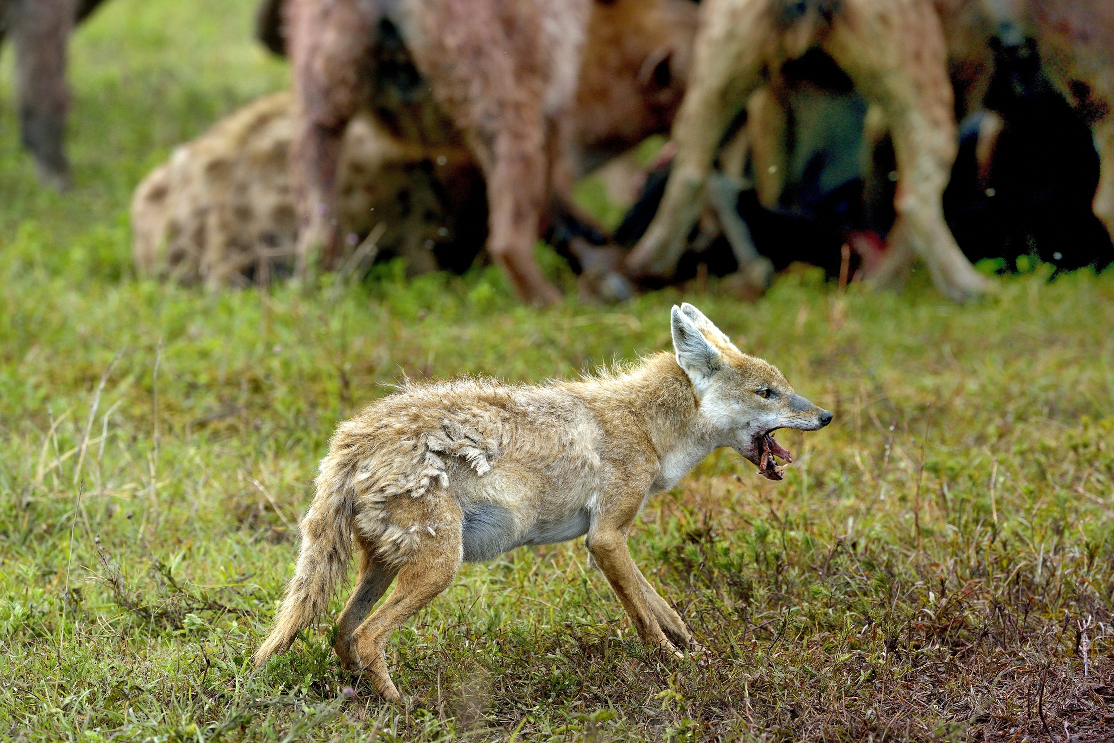 Uno sciacallo dorato si è guadagnato degli avanzi