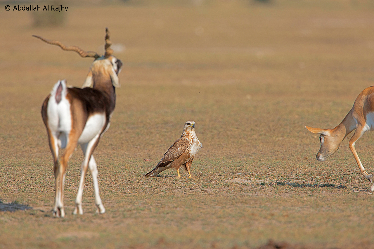 blackbuck vs poiana con le gambe lunghe