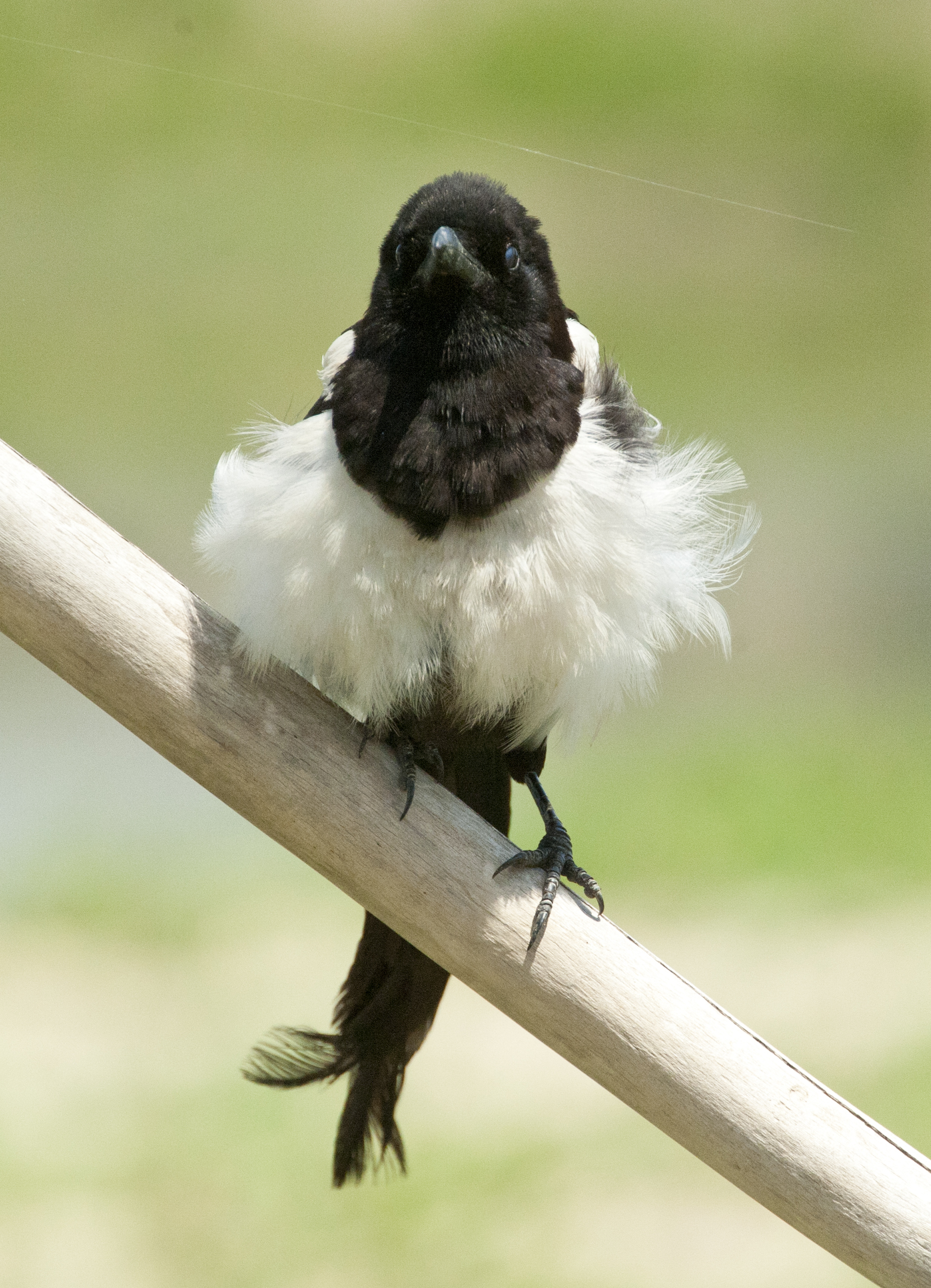 magpie