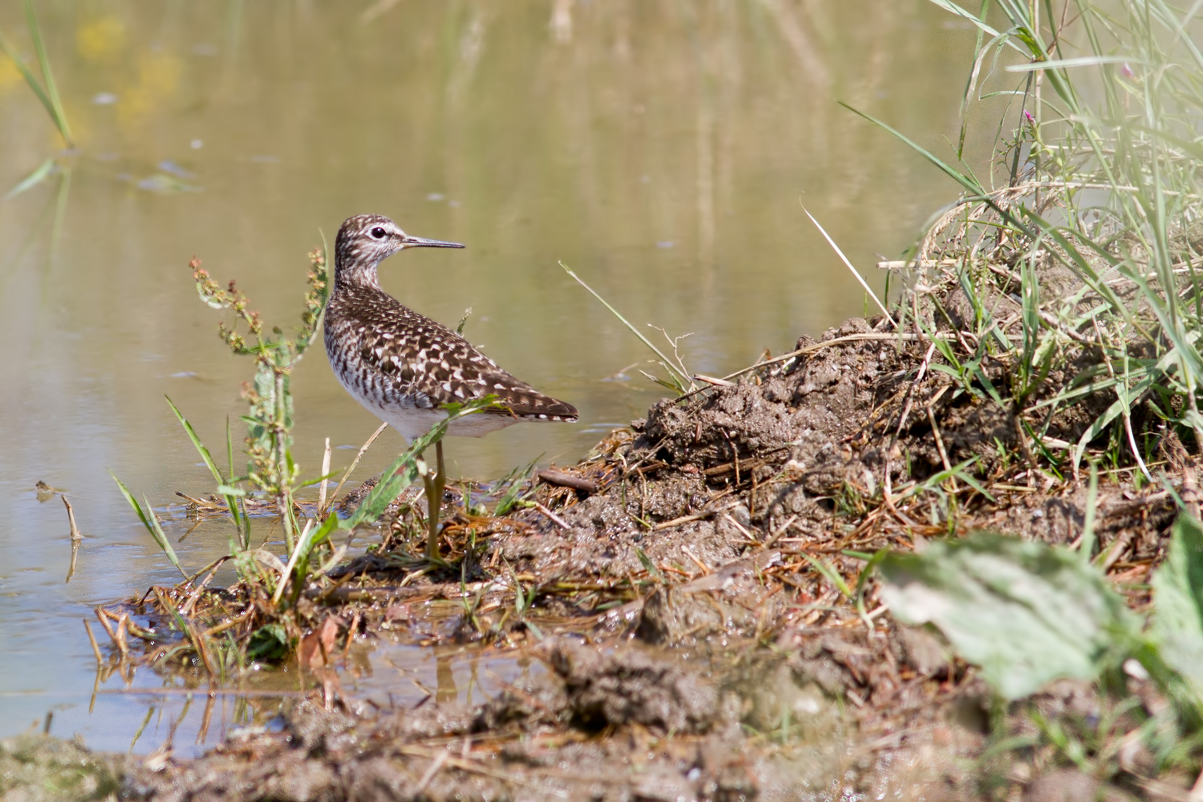 Piro Piro Boschereccio