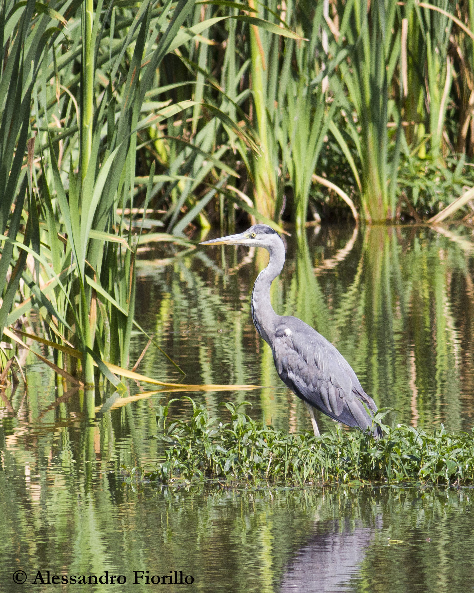 Grey Heron