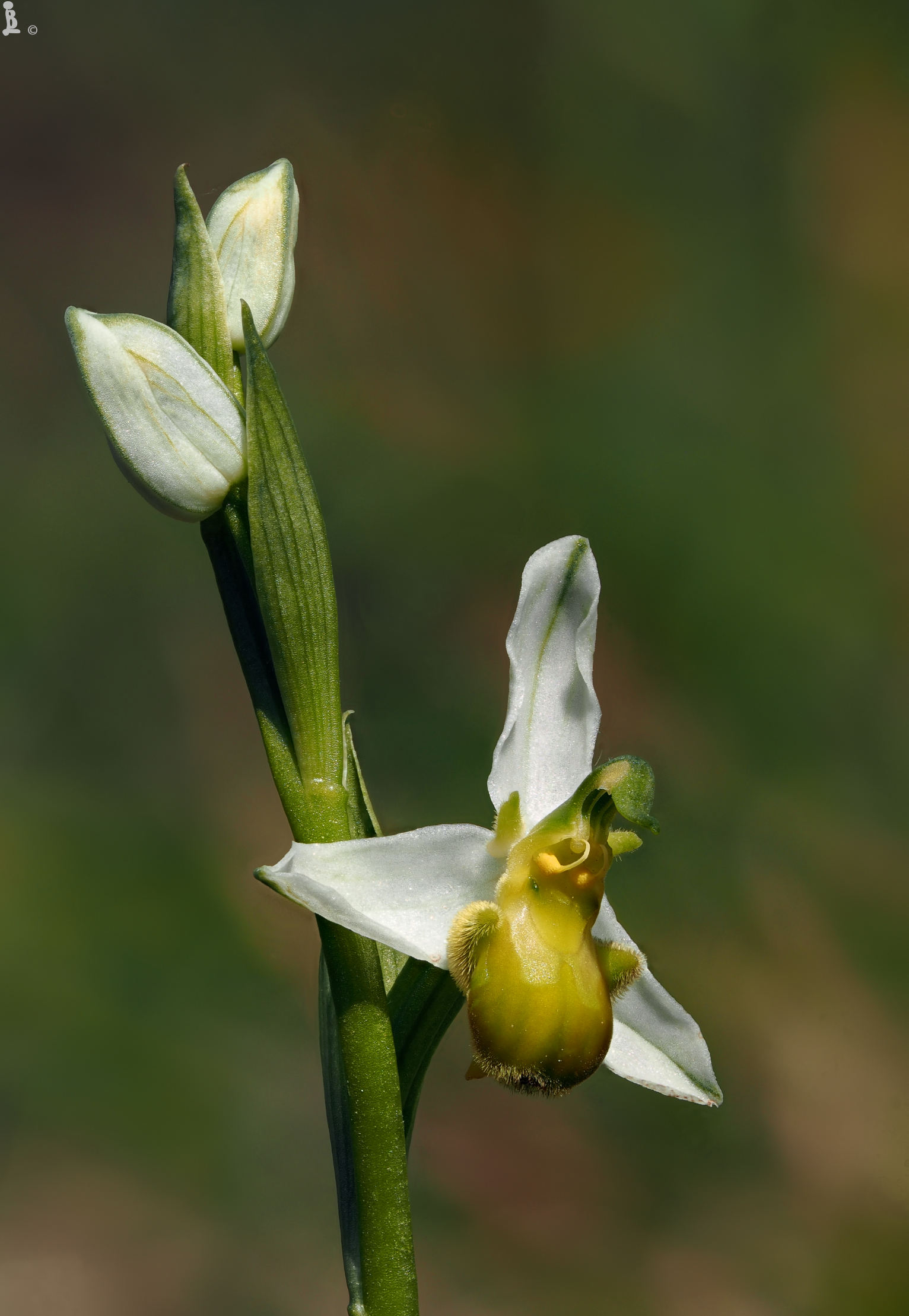 Oprhys Apifera (albina)