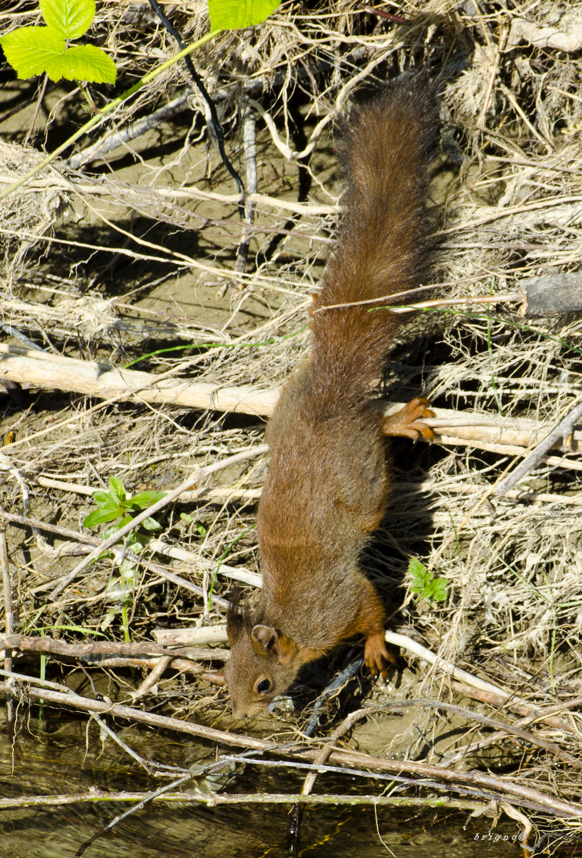scoiattolo rosso assetato